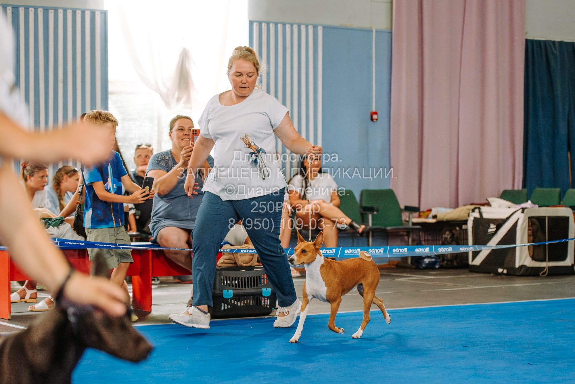 Национальная выставка собак всех пород ранга САС-IKU «Кубок Красноярск. Фотограф Диана Оленина Красноярск / Братск