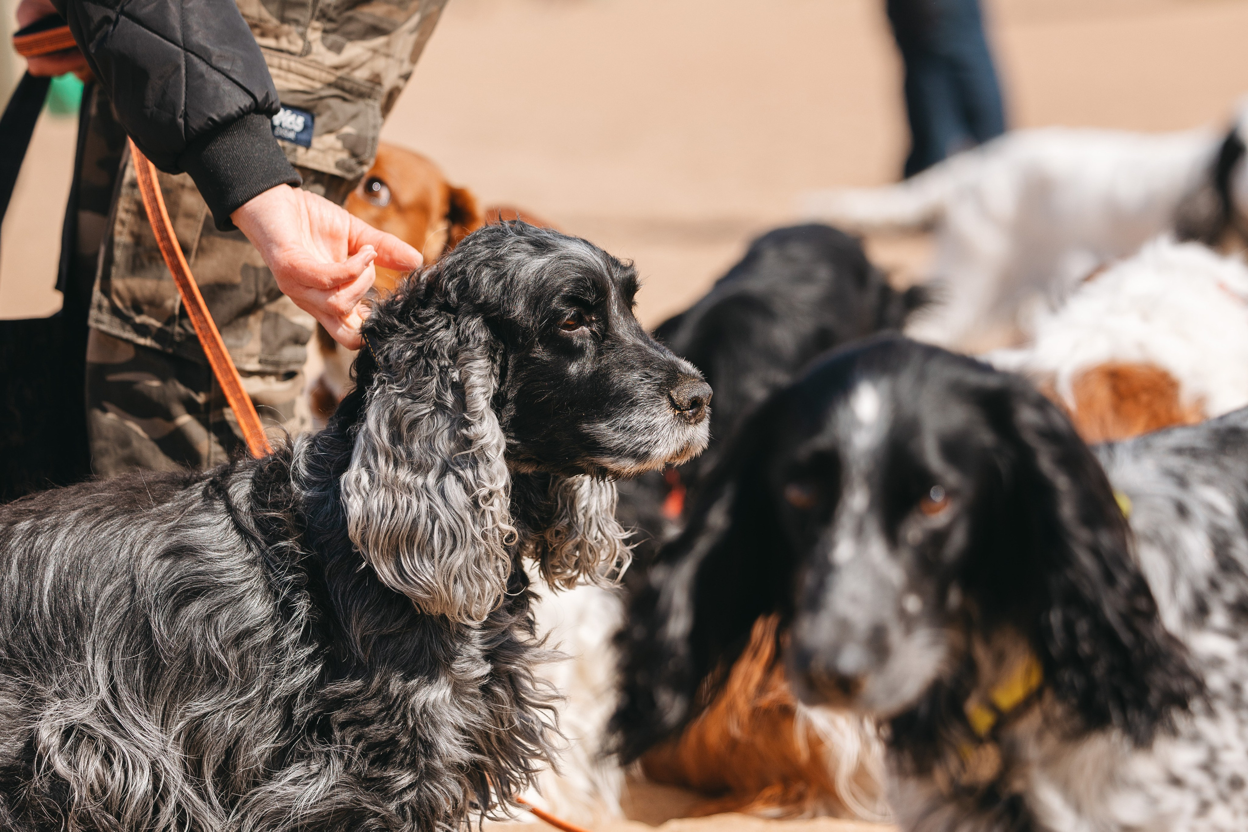 Спанимания. Фотограф анималист Осипчикова Мария