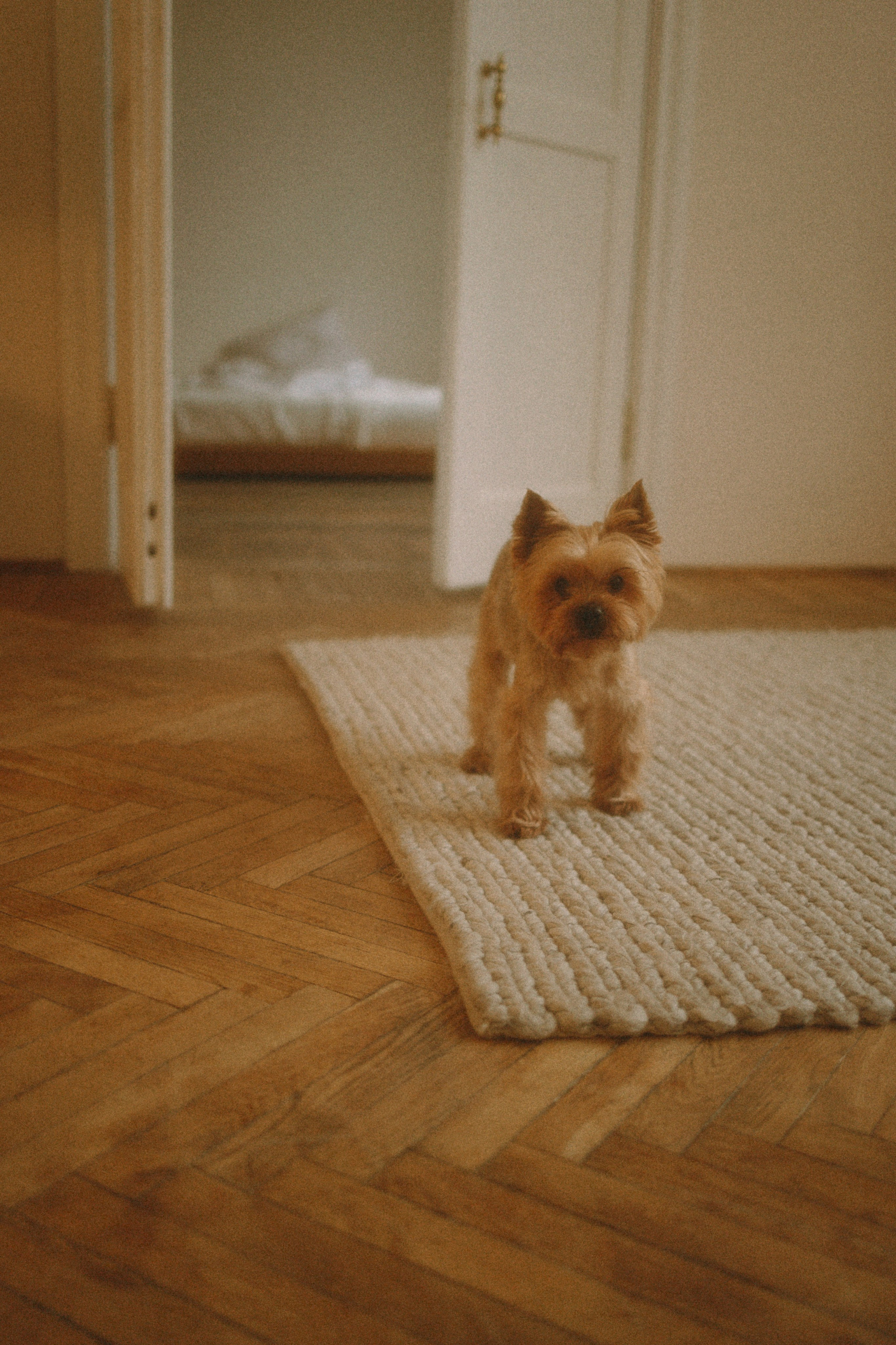 Ричард и Ксюша. Фотограф анималист Анастасия Пикей