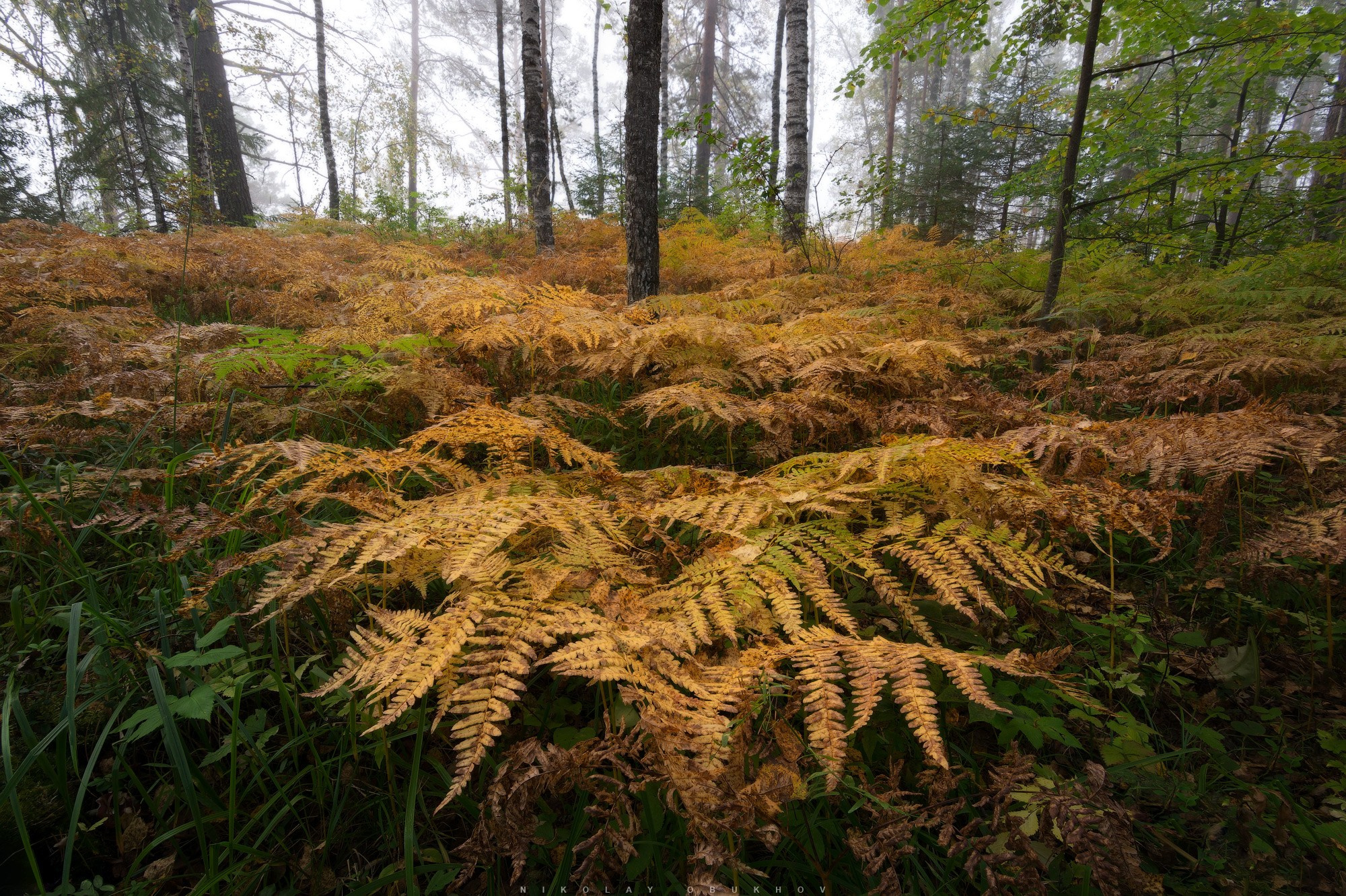 Осенний лес в тумане
