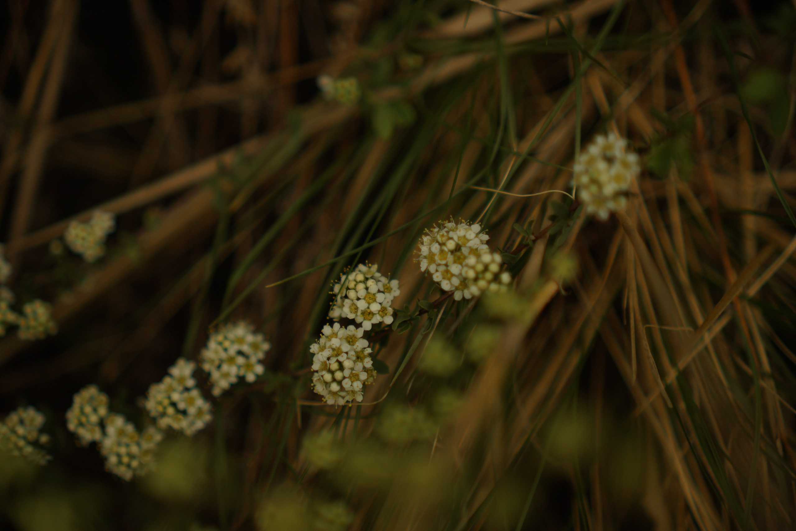 По воле ветра