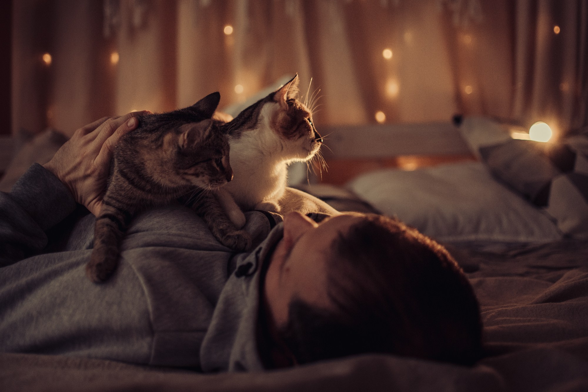 Cats: looking for a home and adopted. Photos of you and your pet