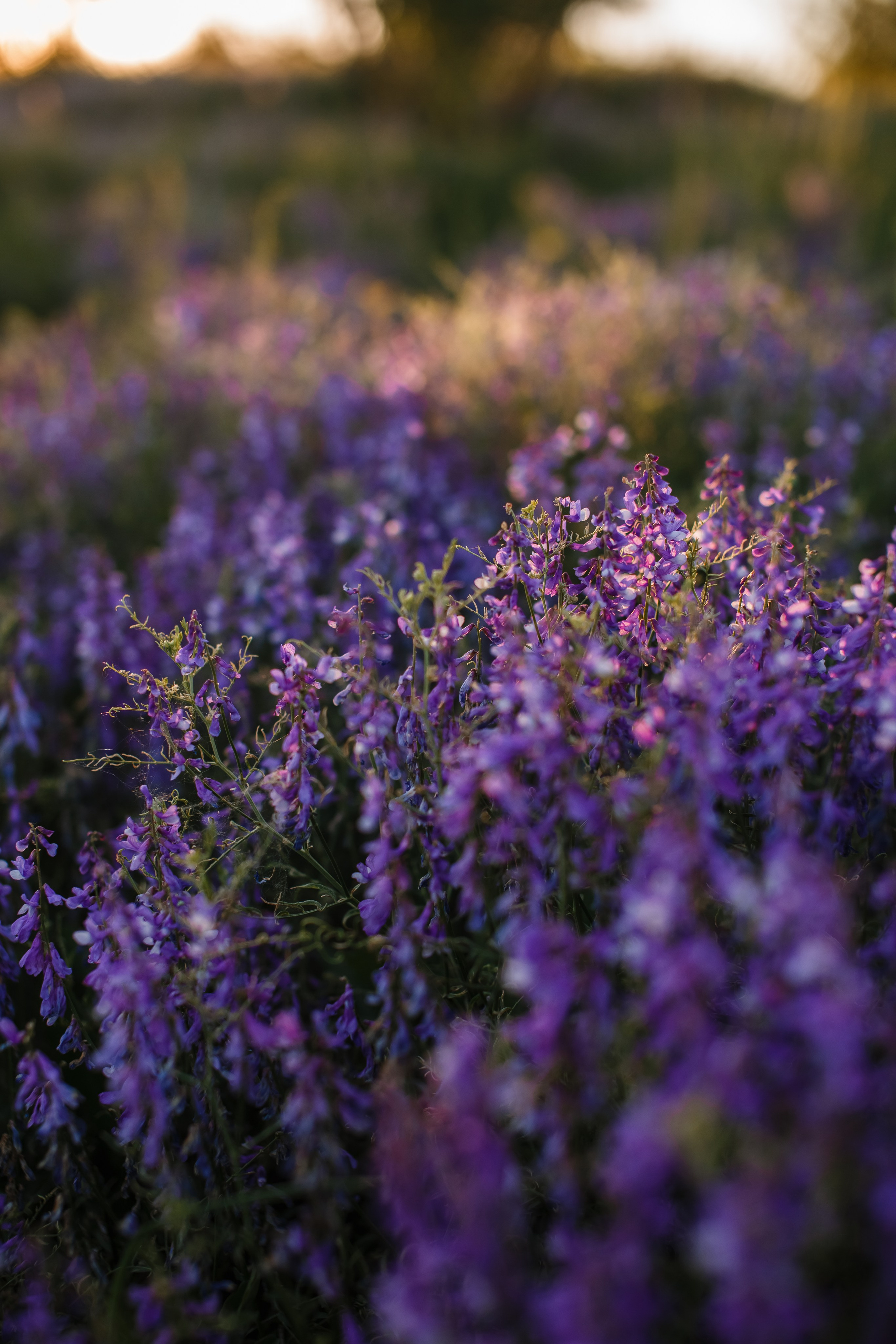 Художница Анастасия Олей @dooroley_art. Портретный и свадебный фотограф в Воронеже Елена Михайлова