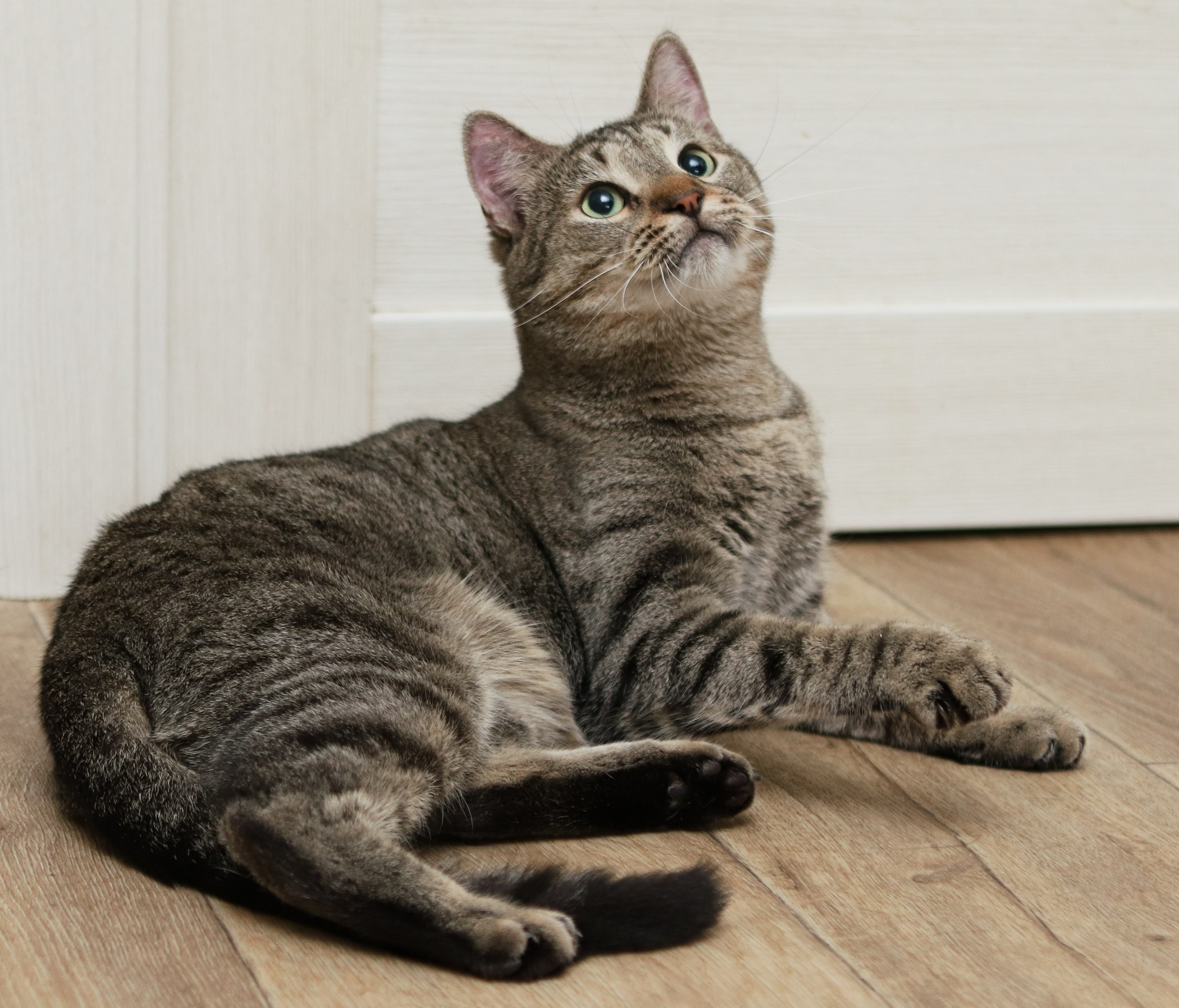 Кошки. Фотограф-анималист Полина Колкова | Москва