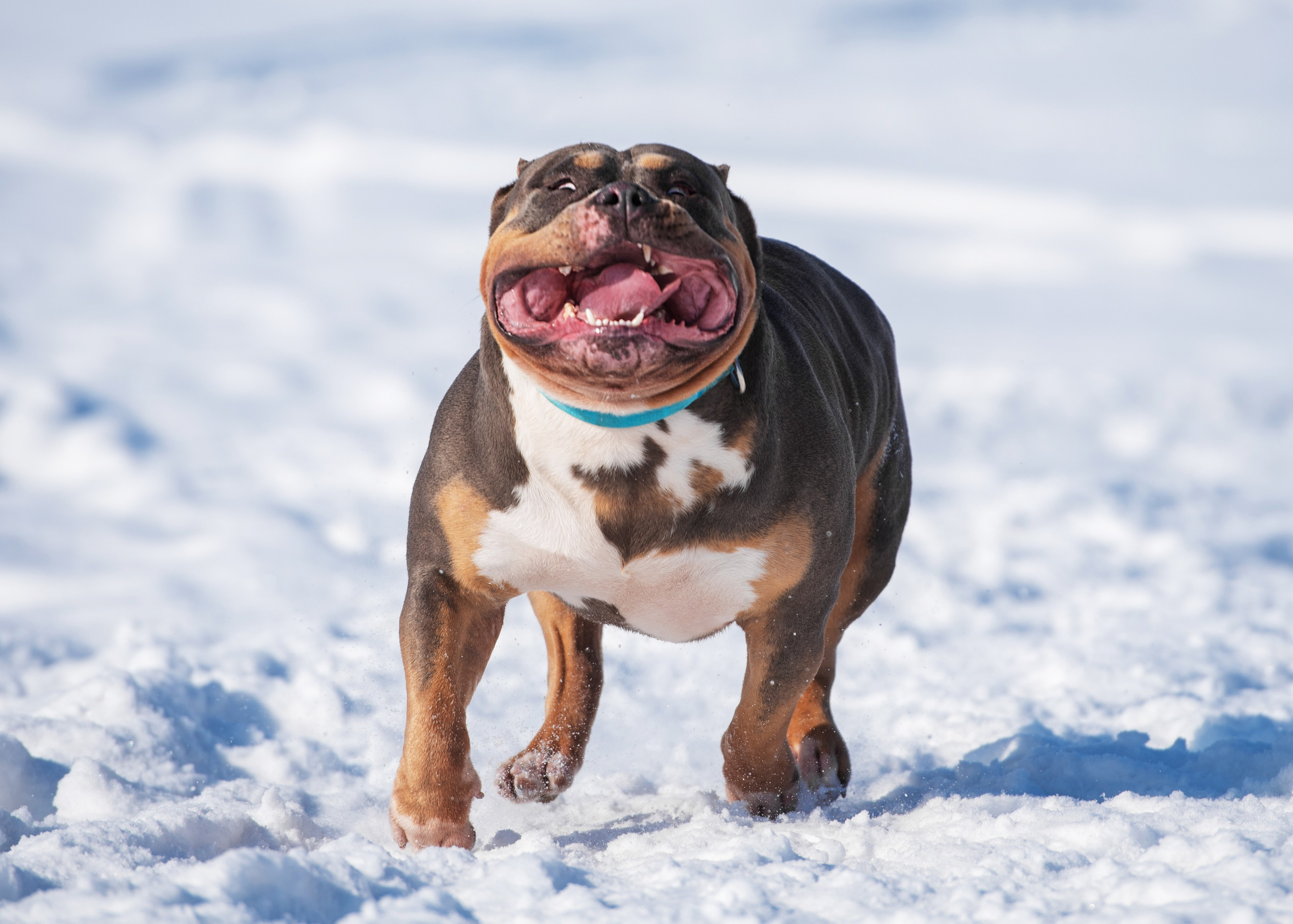 Булли. Дог-фотограф в Тюмени Александра Королева