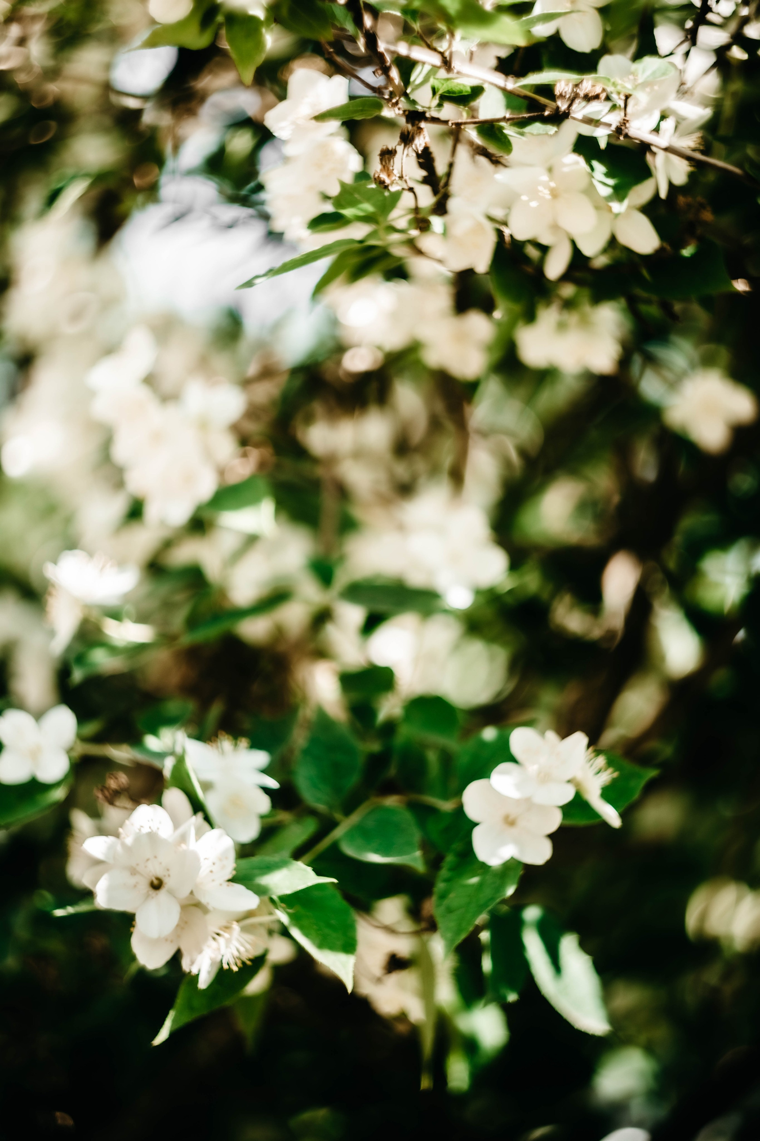Таня в Жасмине. Фотограф в Нижнем Новгороде