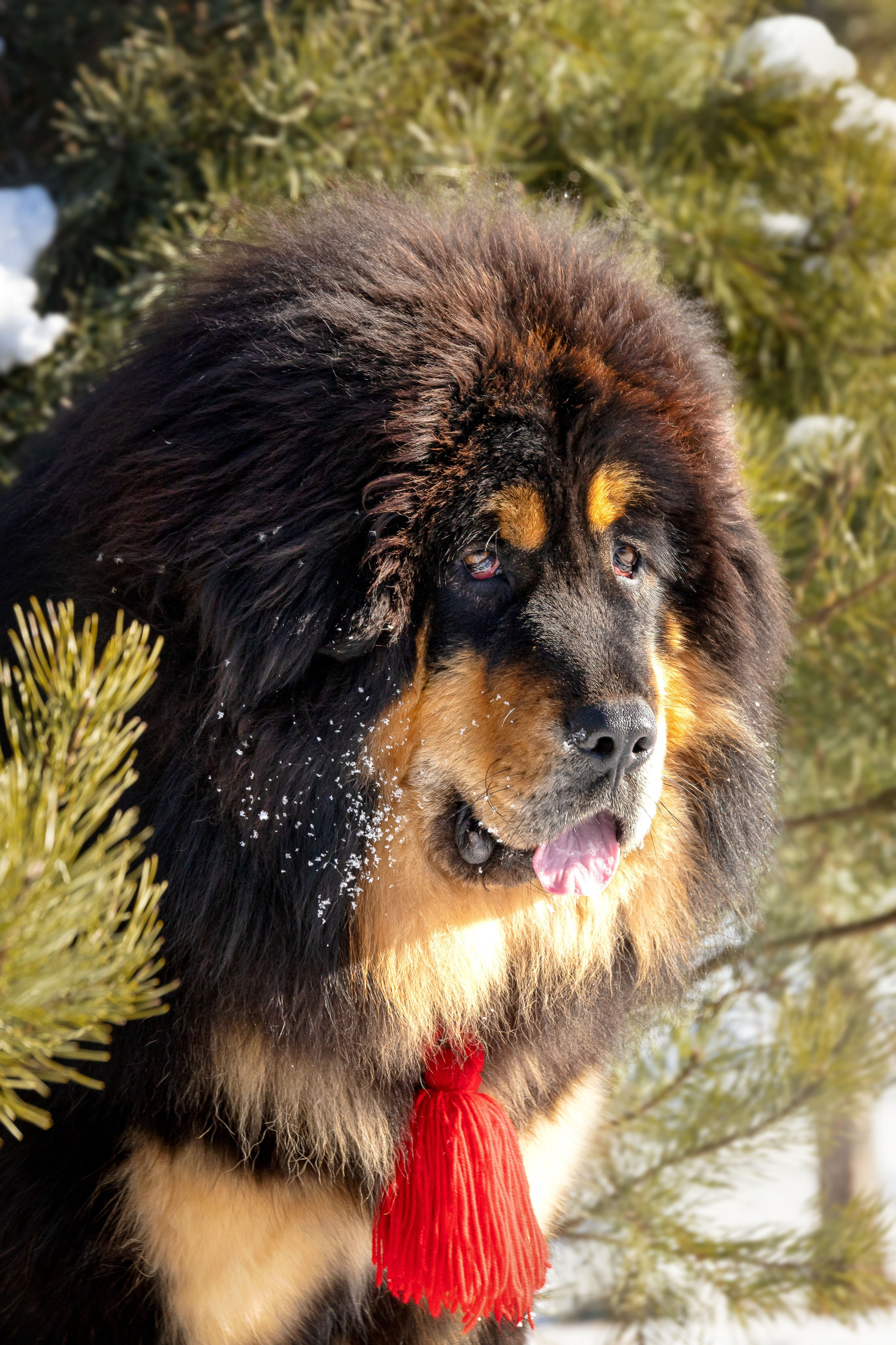 Самбу. Юлия Микульская. Рыбинск