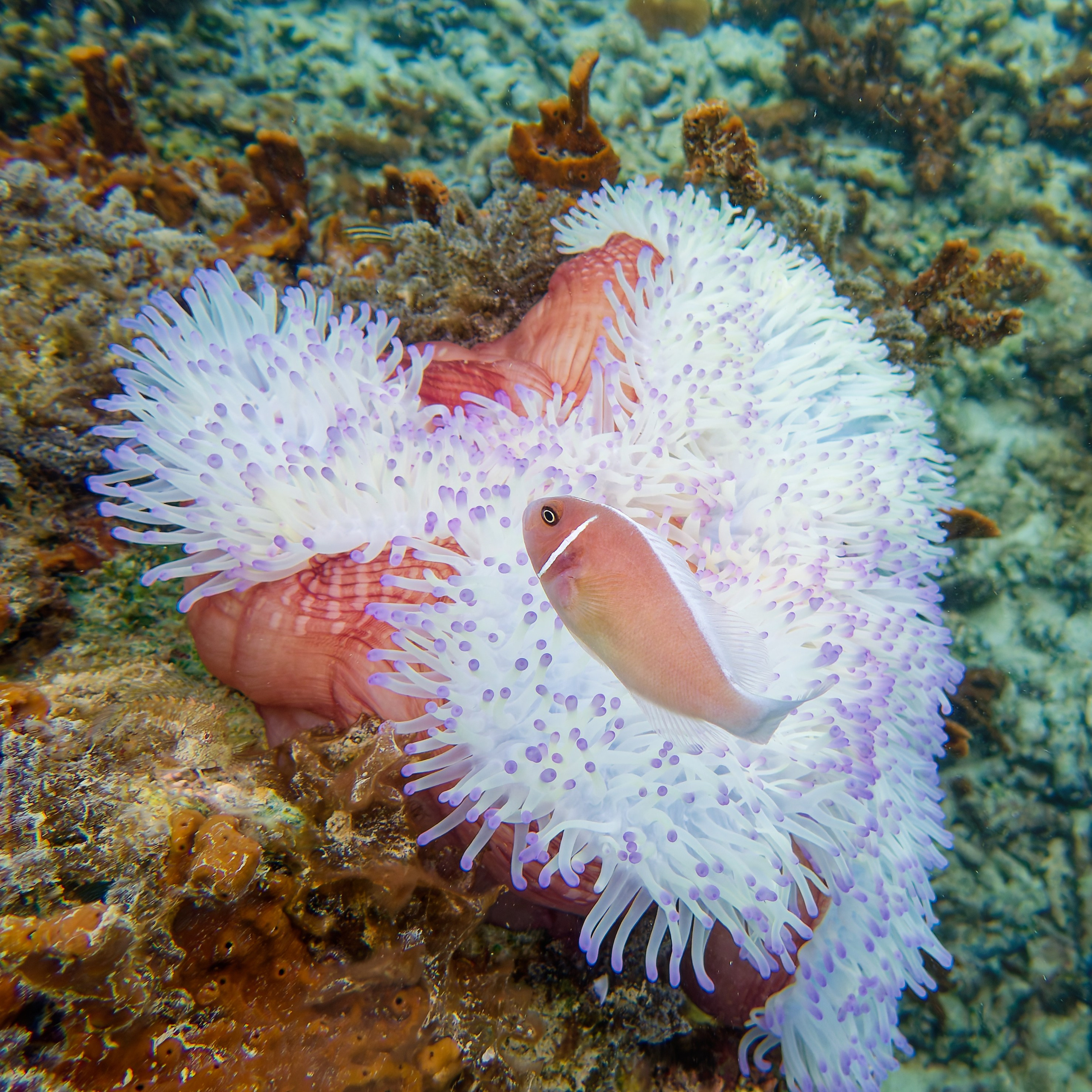 Мне посмотреть. Рыбов показываю