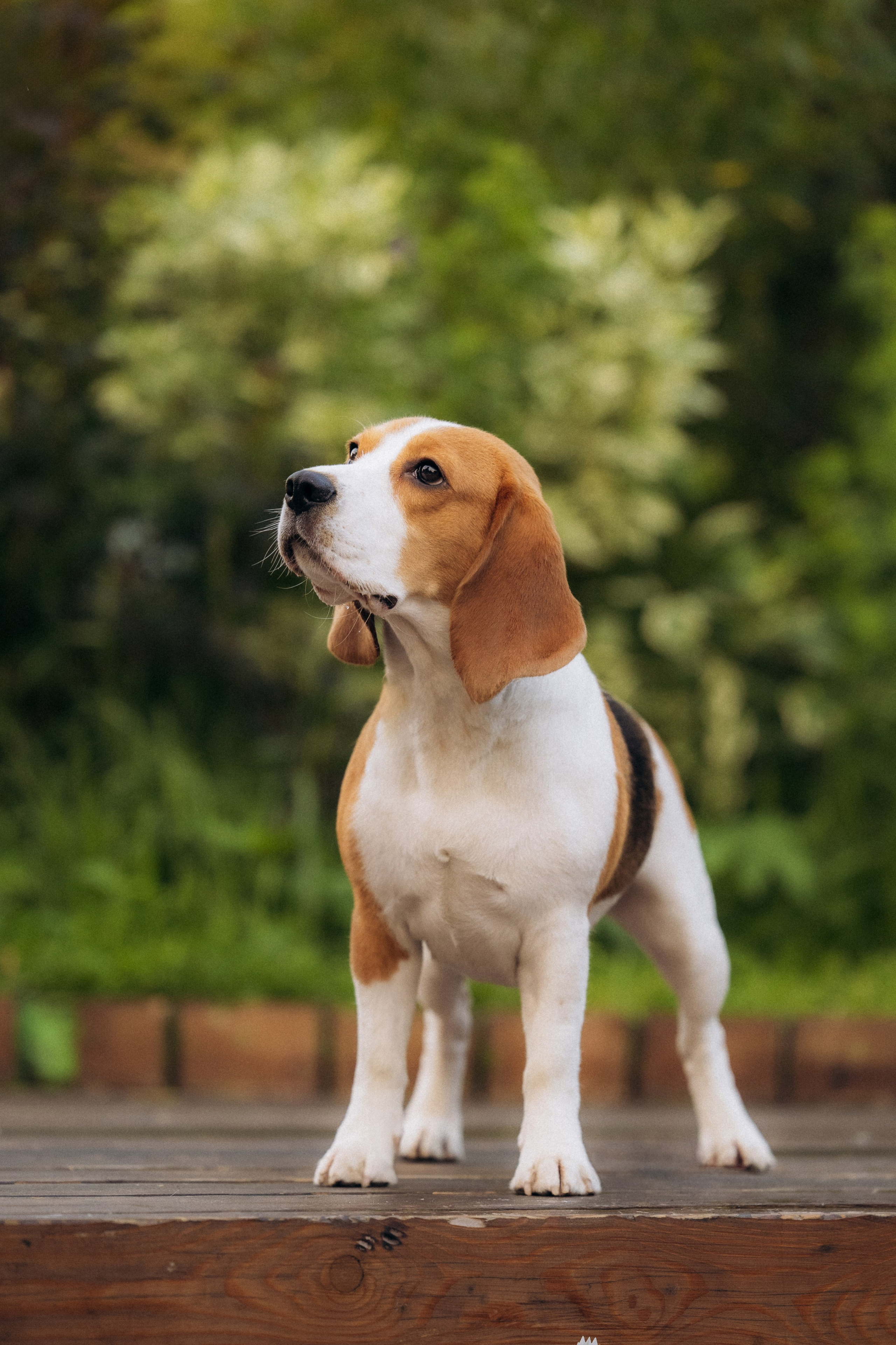 Анна и Рэна. Рассвет в Москве. Фотограф анималист в Казани Алина Сулейманова. Фотограф животных