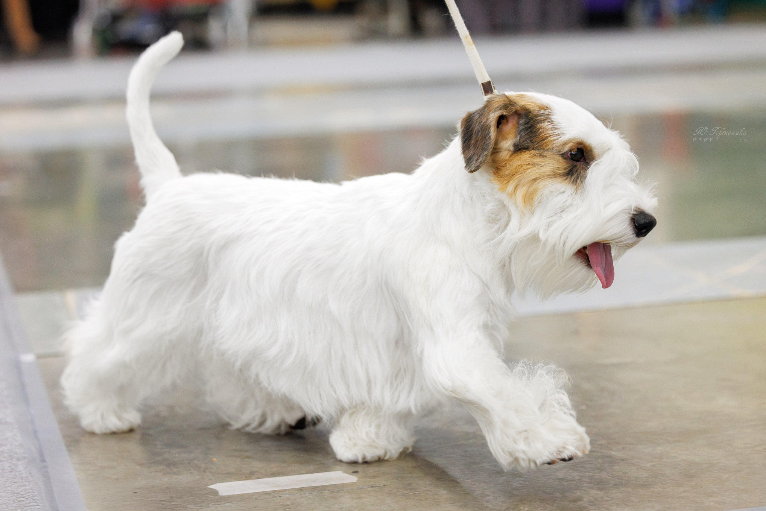 Питер 12-13.12.2025. Фотограф-анималист Юлия Германика