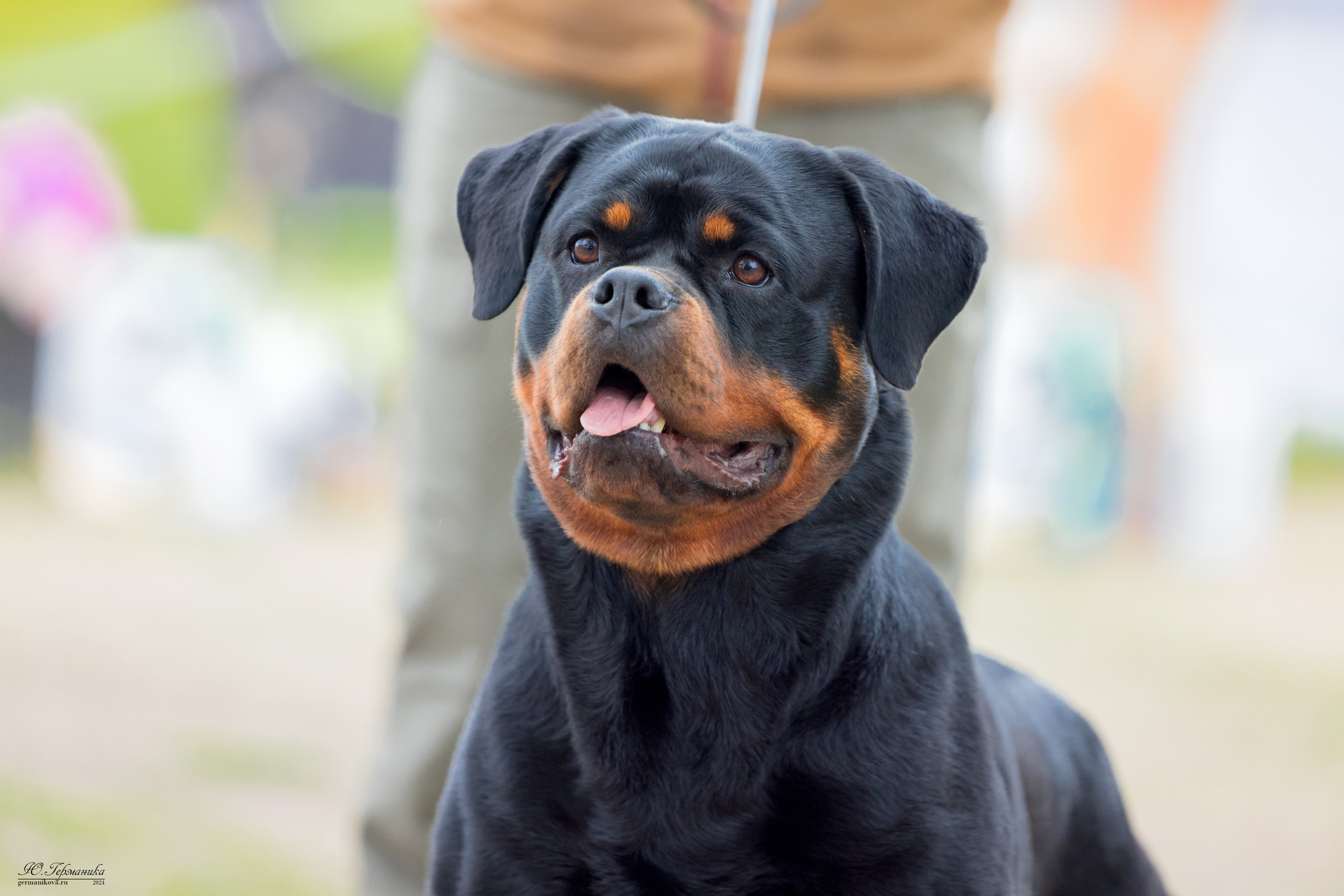 Саратов 2 х моно ротвейлеров 28-29.04.2024. Фотограф-анималист Юлия Германика