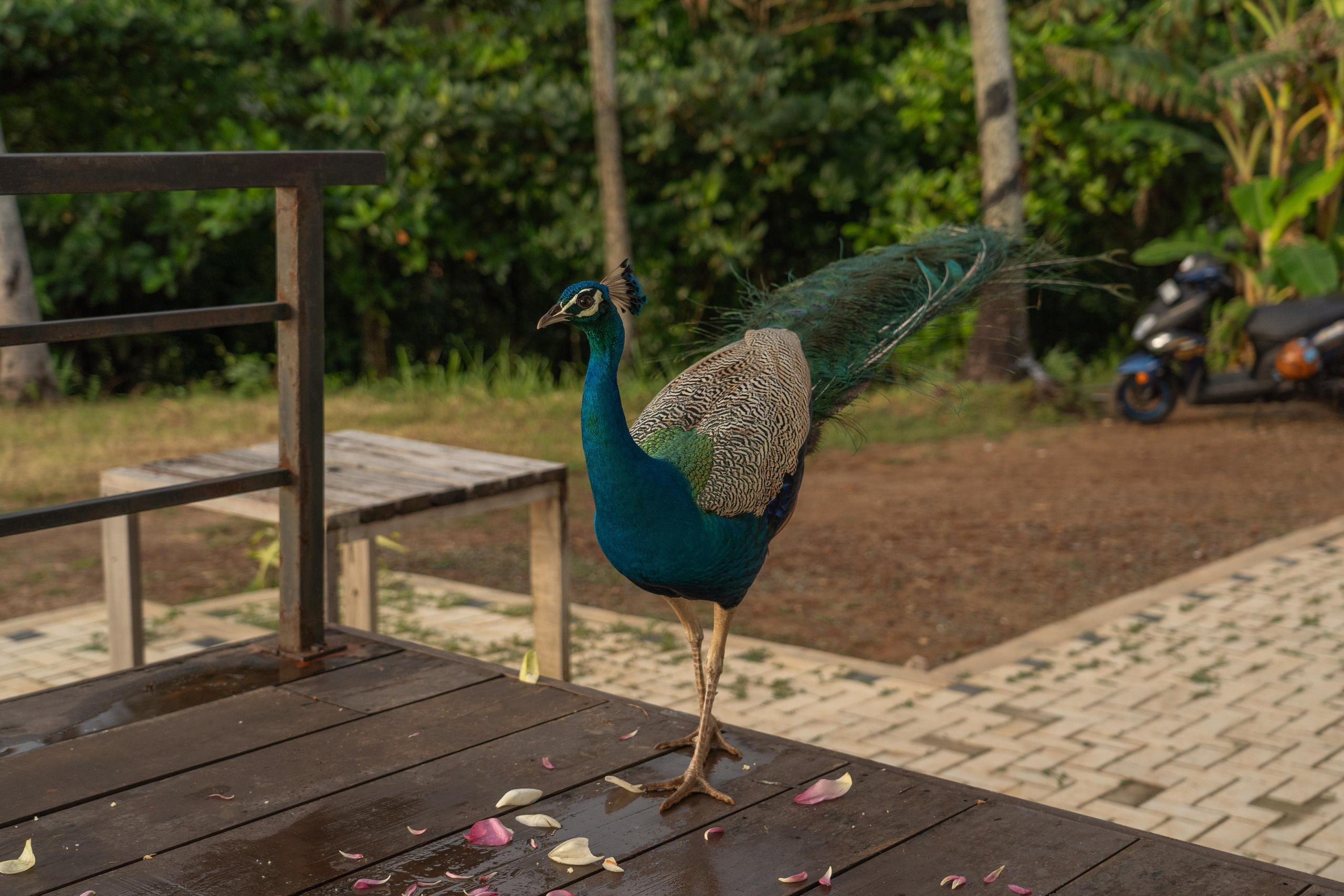 Sri Lankan Style Wedding Ceremony