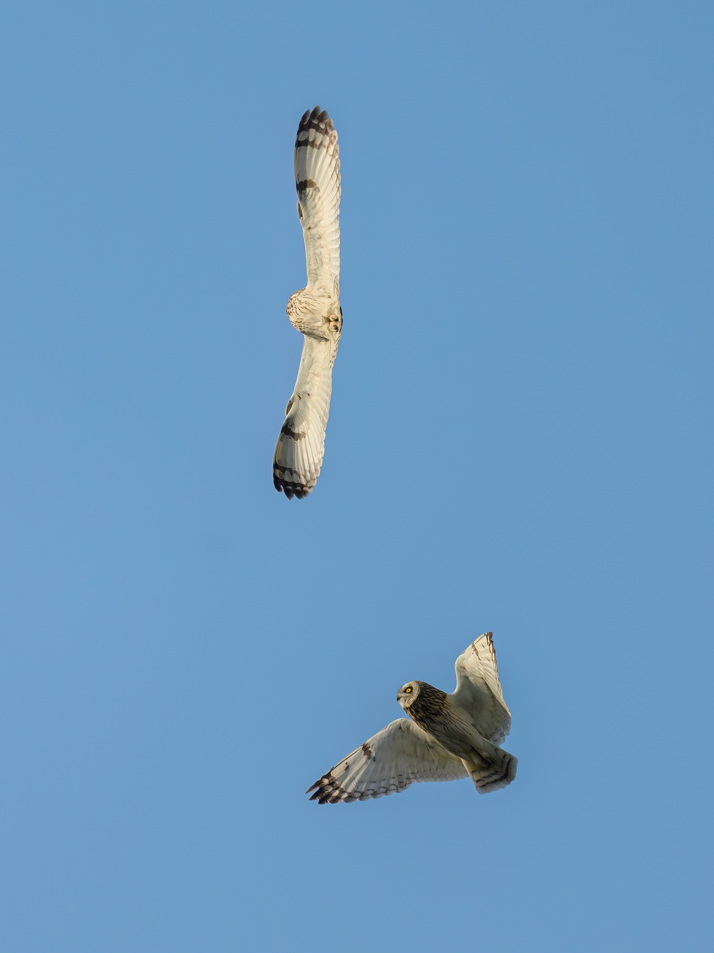 Совы играют в догонялки. Wildlife photography by Sergey Puponin