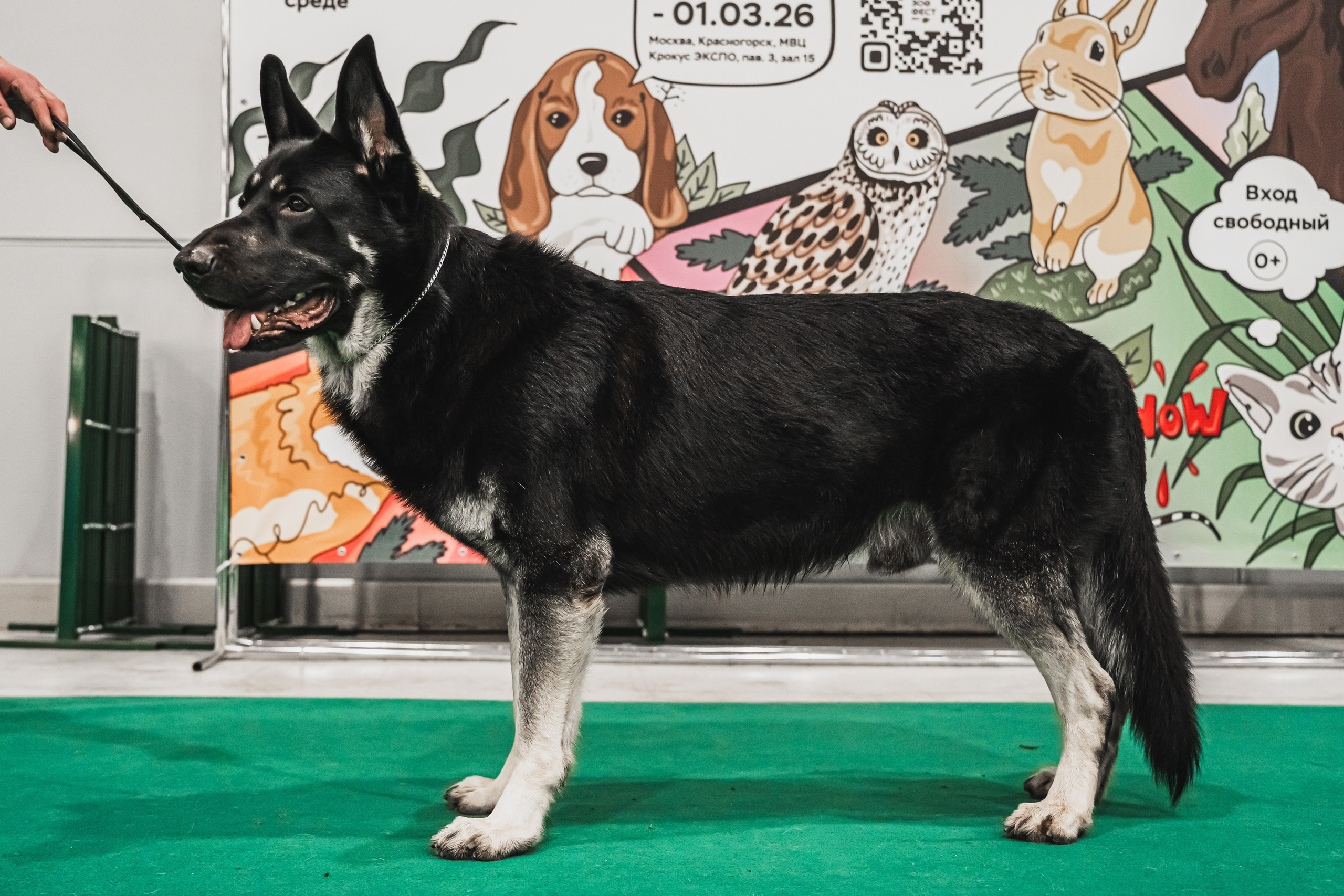 Международная выставка собак всех пород. Репортажный фотограф Анастасия Рубцова