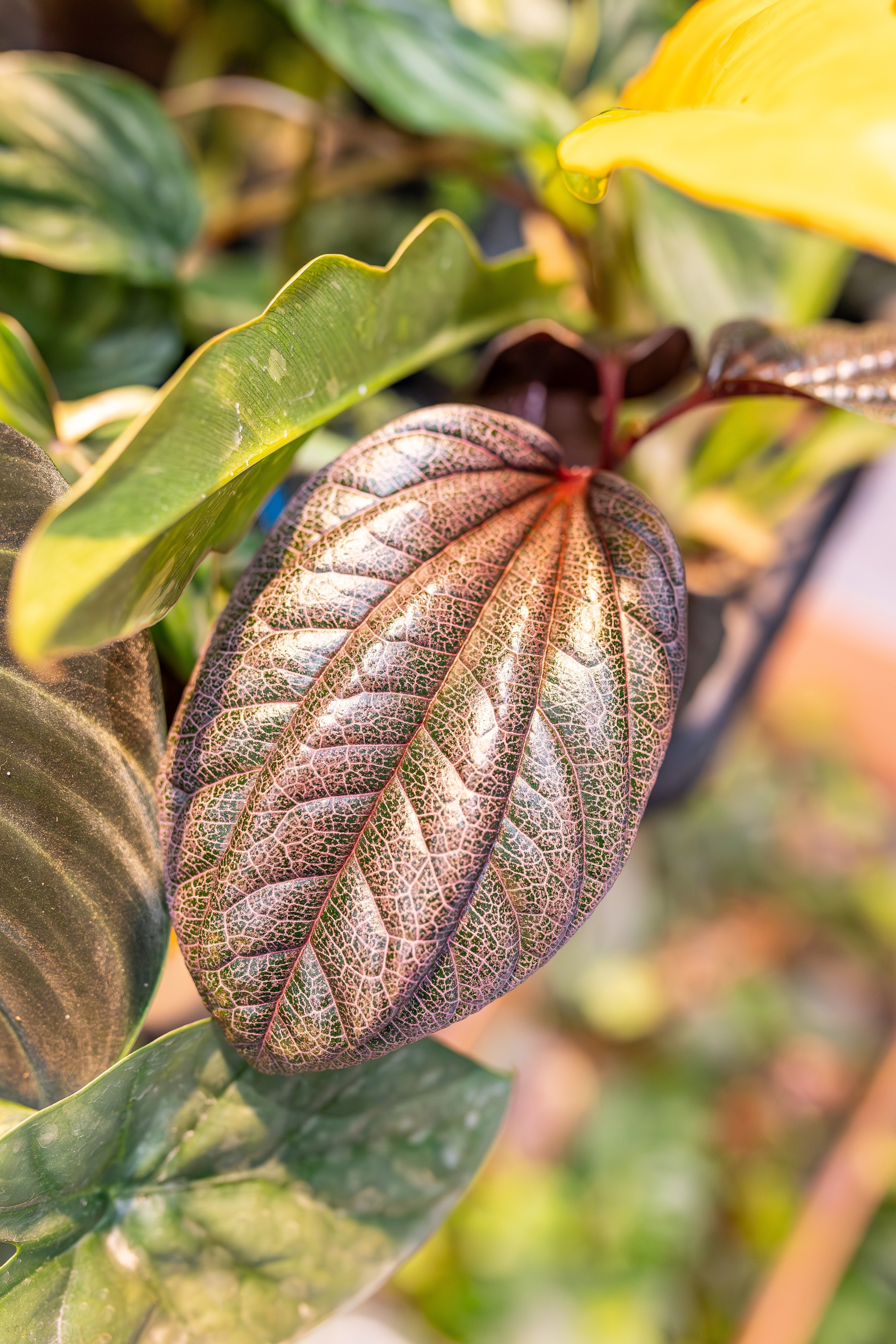 Монстериум апрель 2026. Александра Куликова фотограф, Москва