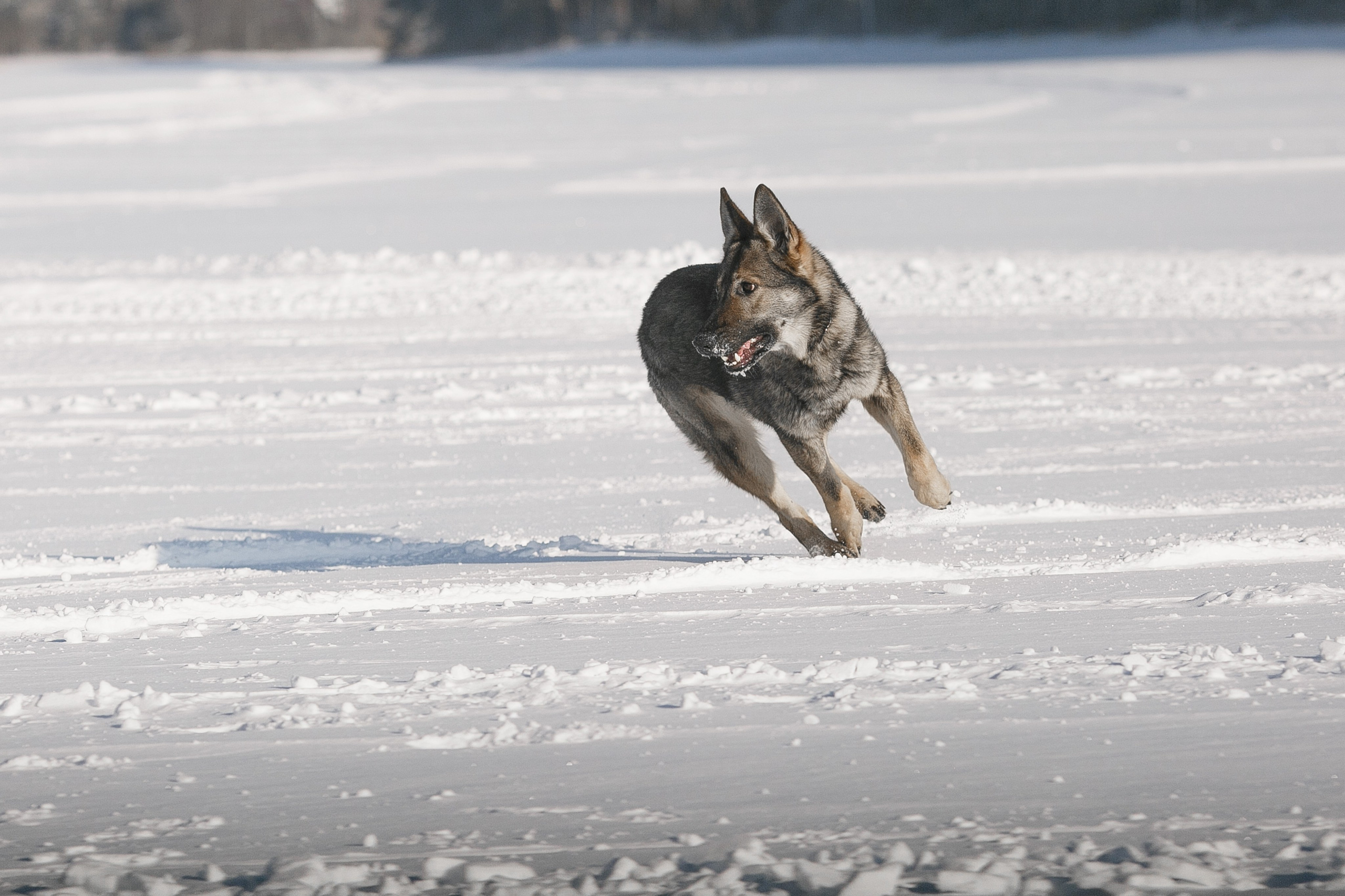 Фотосъемка собак для питомника немецких овчарок. Репортажный фотограф Борис Геер
