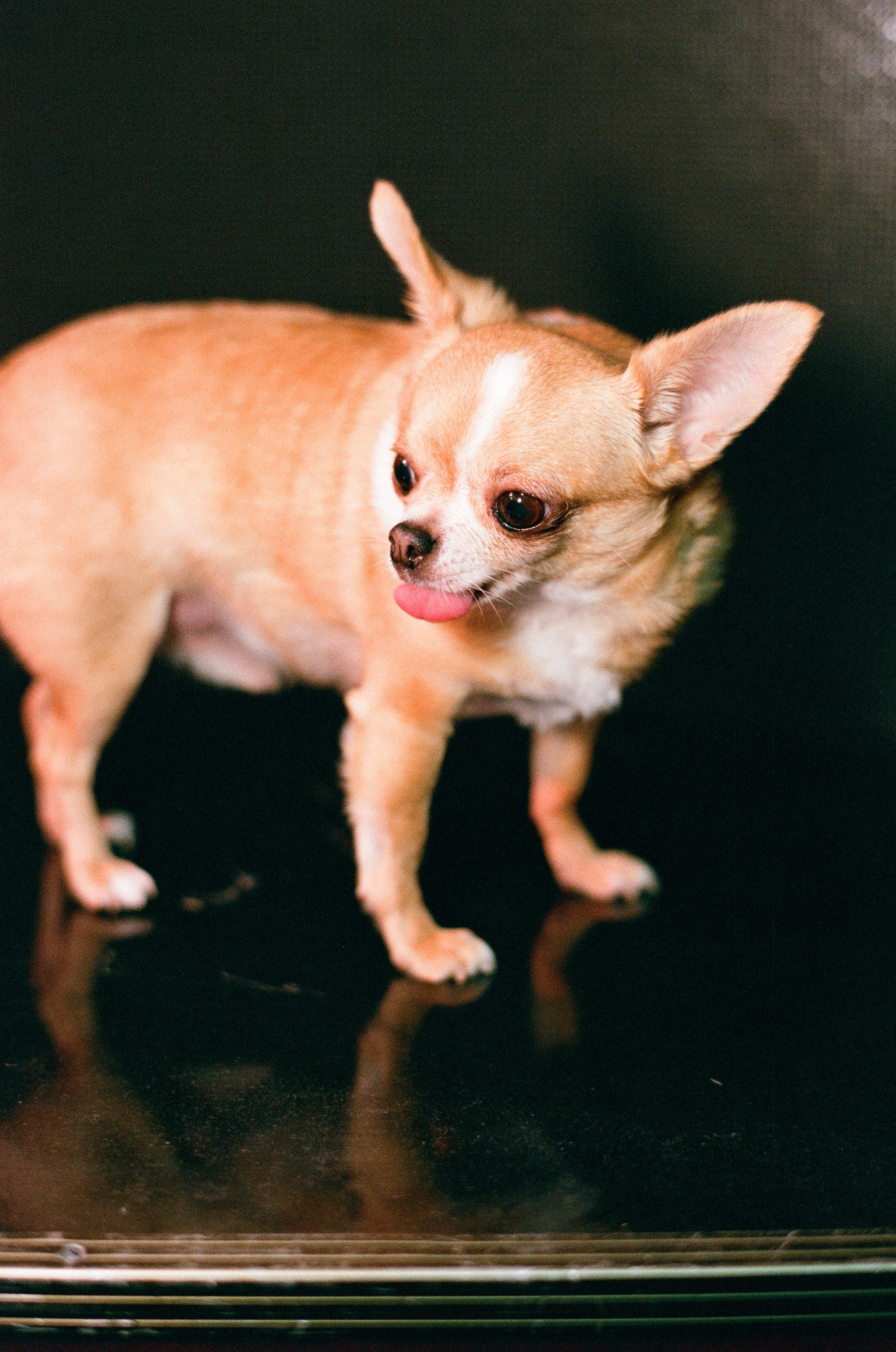 КиВиН-2024. #спецкорНвер