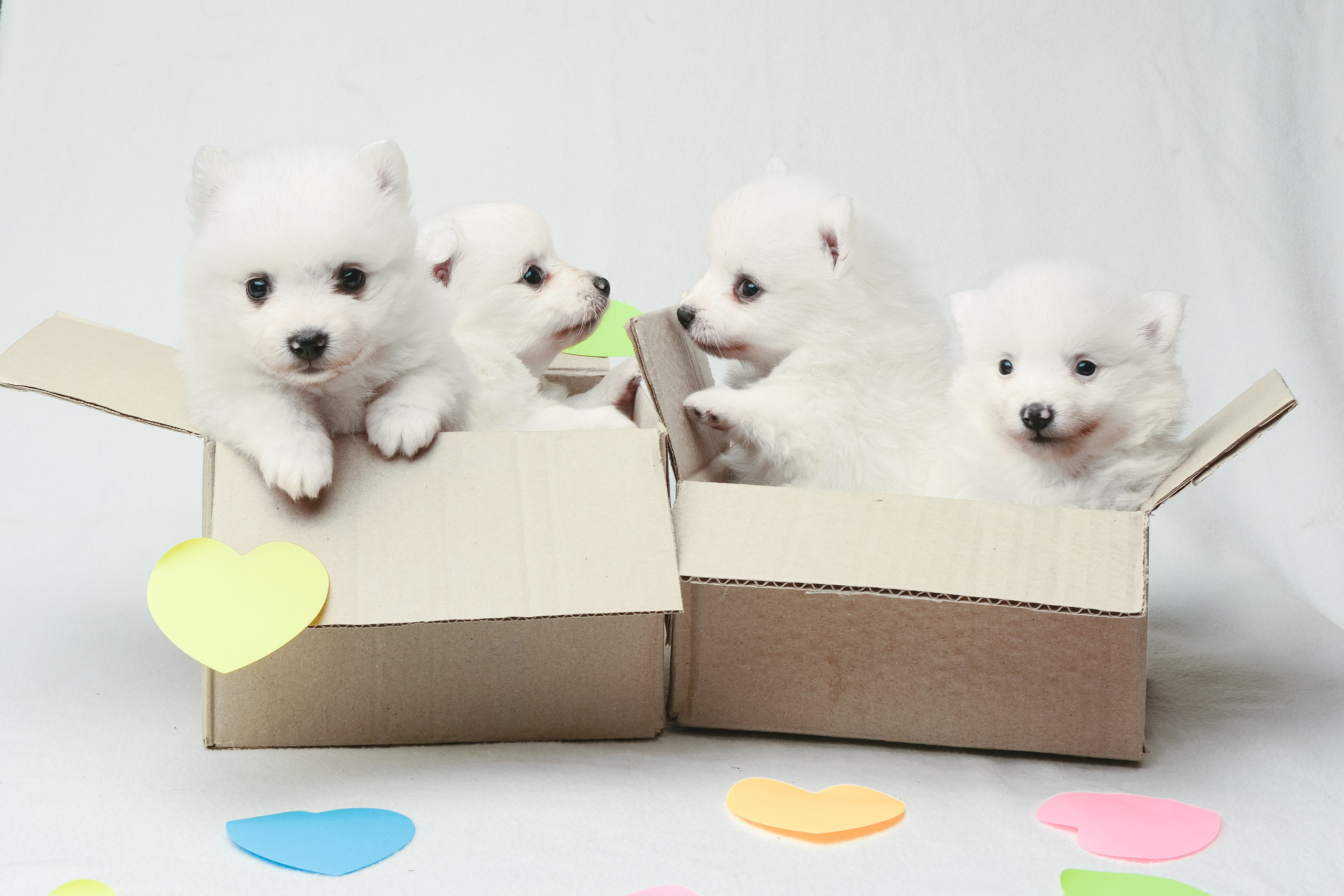 Съемка животных, собак, щенков, фото помета, портрет питомцев. Портретный и семейный фотограф в Перми Лена Лоза. Портрет для бизнеса