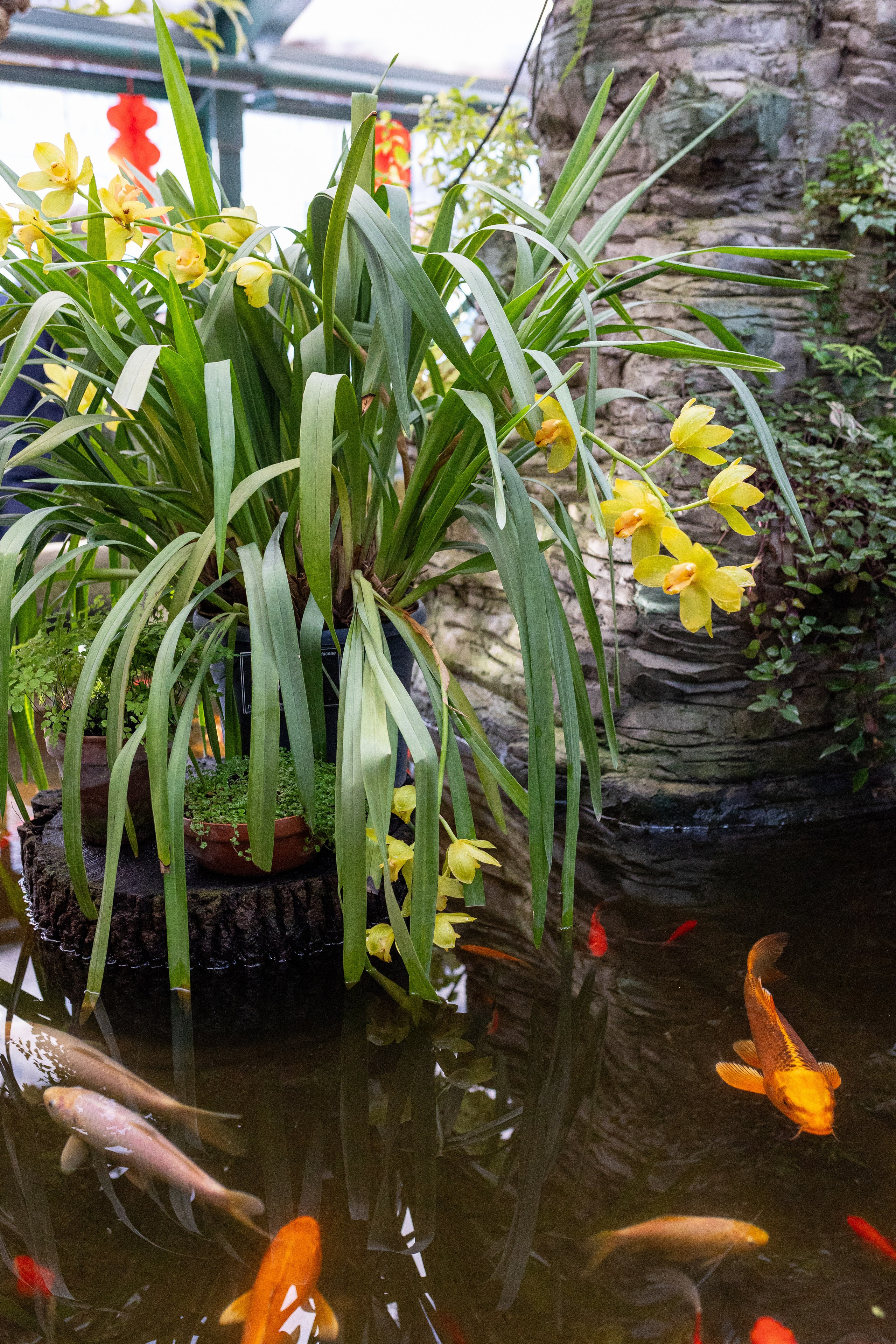 Аптекарский огород МГУ. Китай. Александра Куликова фотограф, Москва