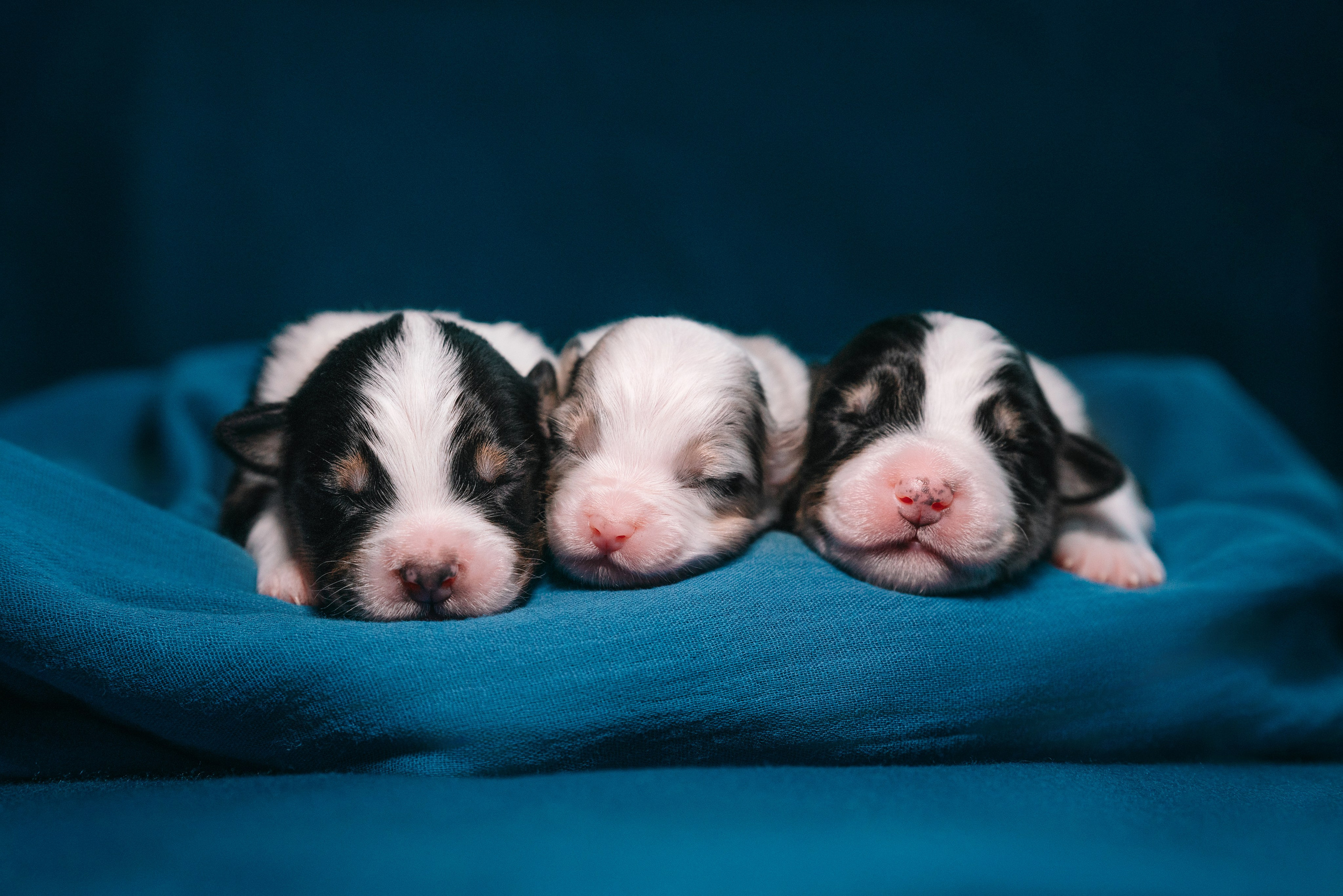 Аусси. Фотограф анималист Осипчикова Мария