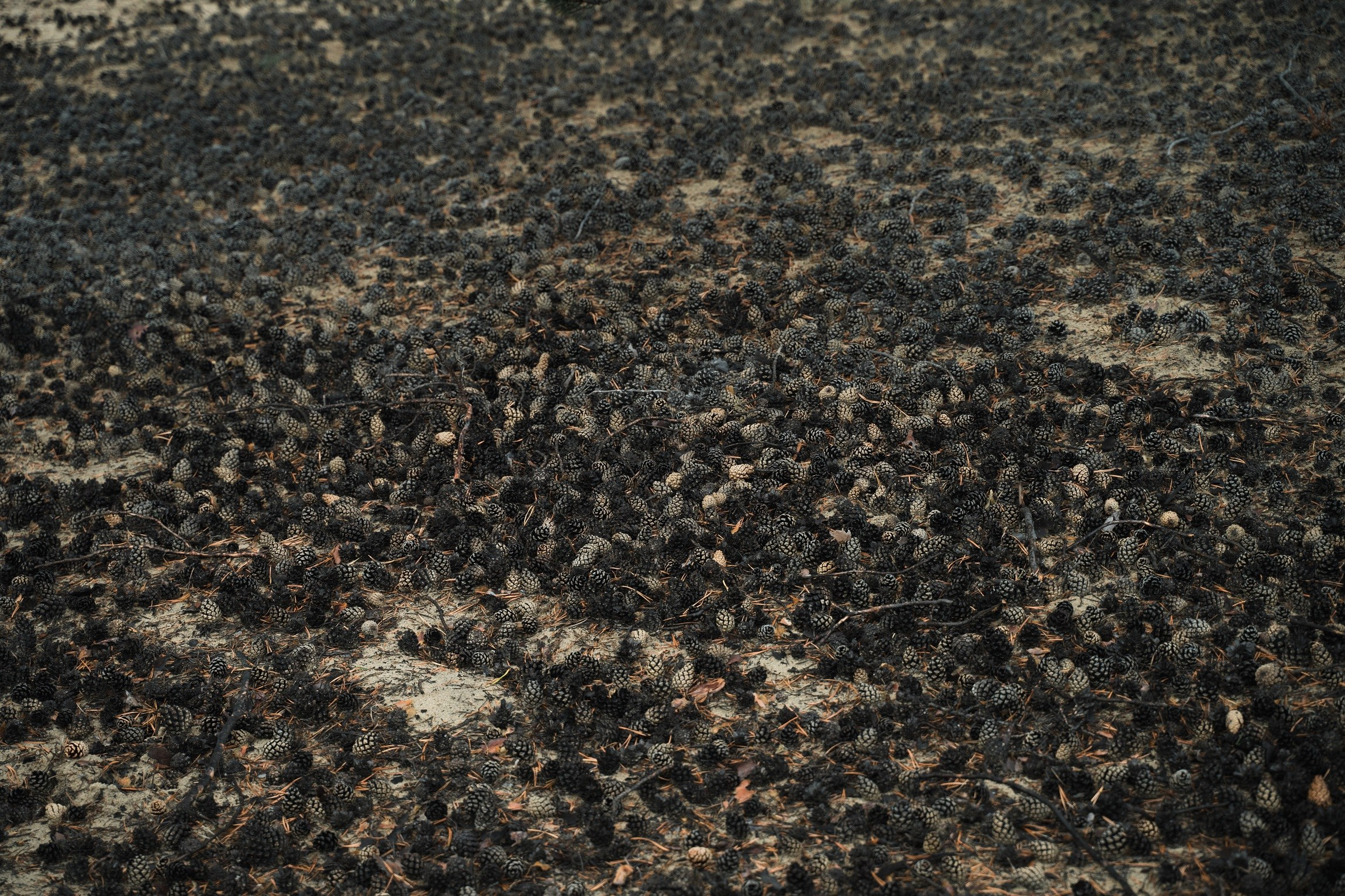 Байкал. ББТ, Ольхон и Аршан. Фотограф в поход и восхождение на Эльбрус Игорь Косарев