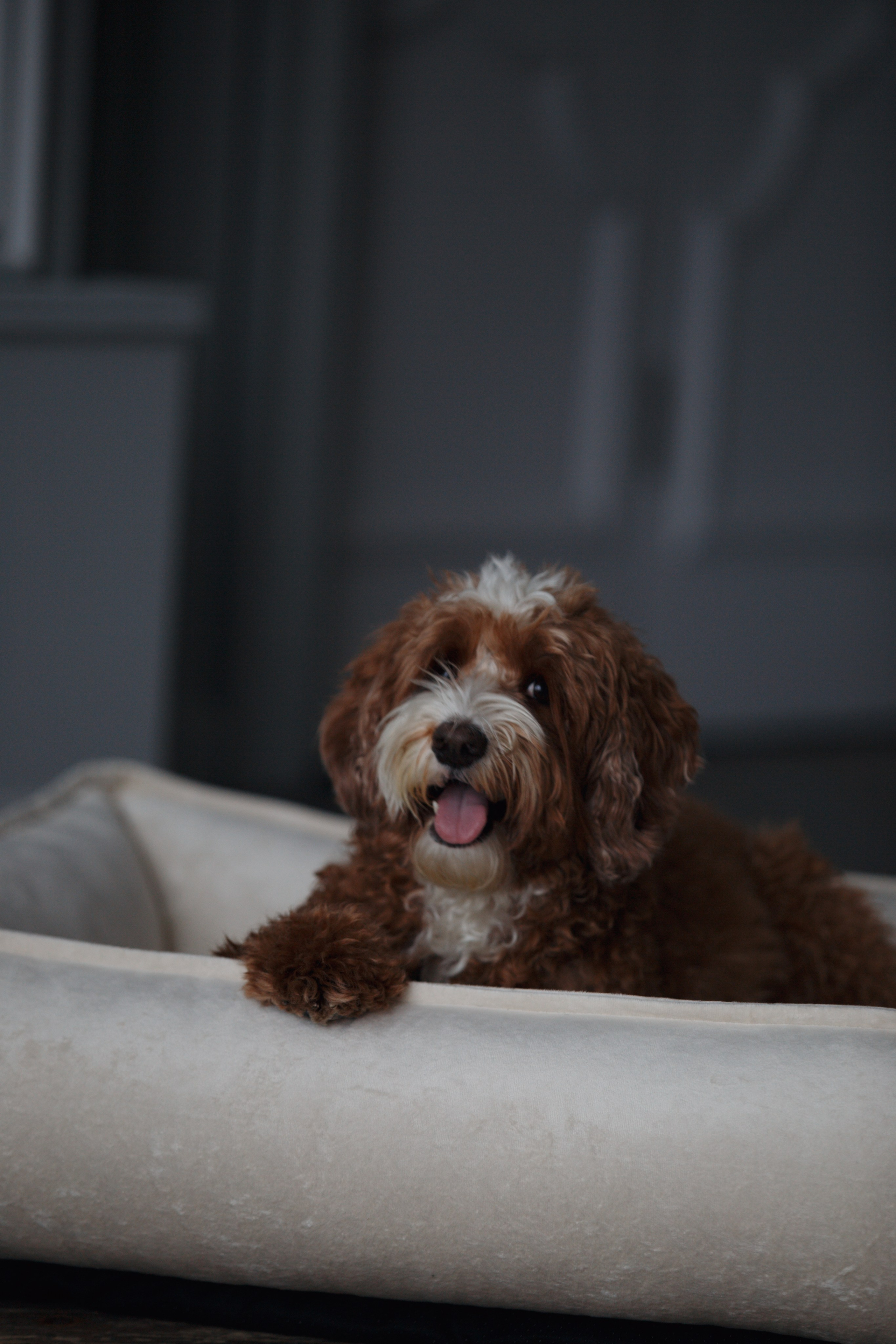 Bmbh лежанки и адресники. Фотограф анималист Кристина Карпова, Москва