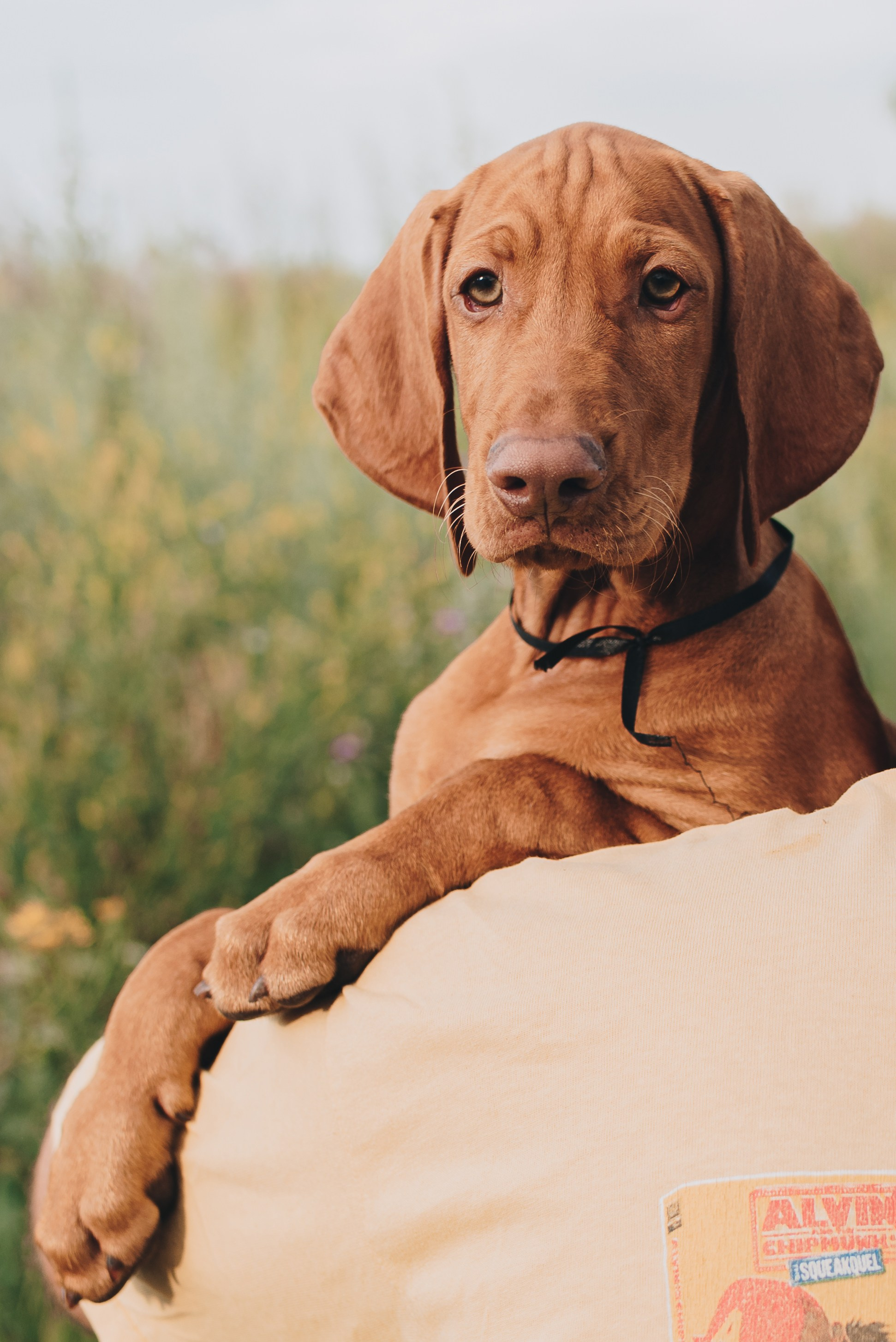 Hungarian Vizsla. Natalia Finch Photography — Family, Kids & Pet Photographer in Chicago, IL