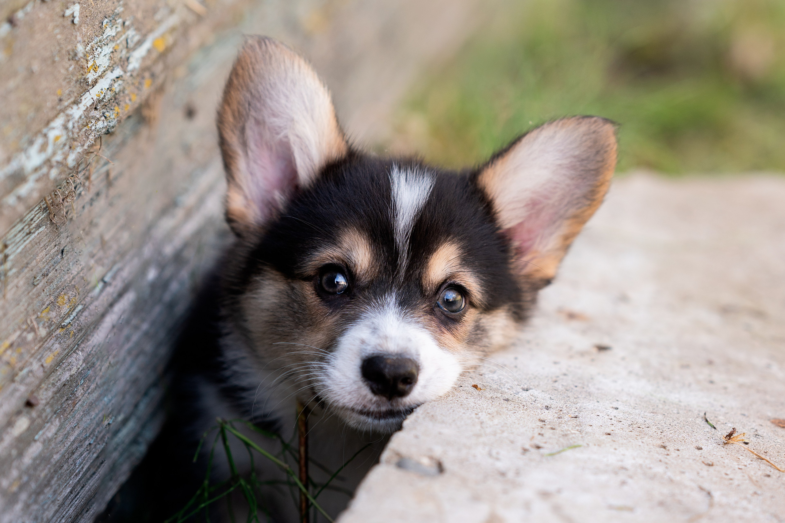 Заводчик Анастасия Подгорбунская. Творческий фотограф Вологда