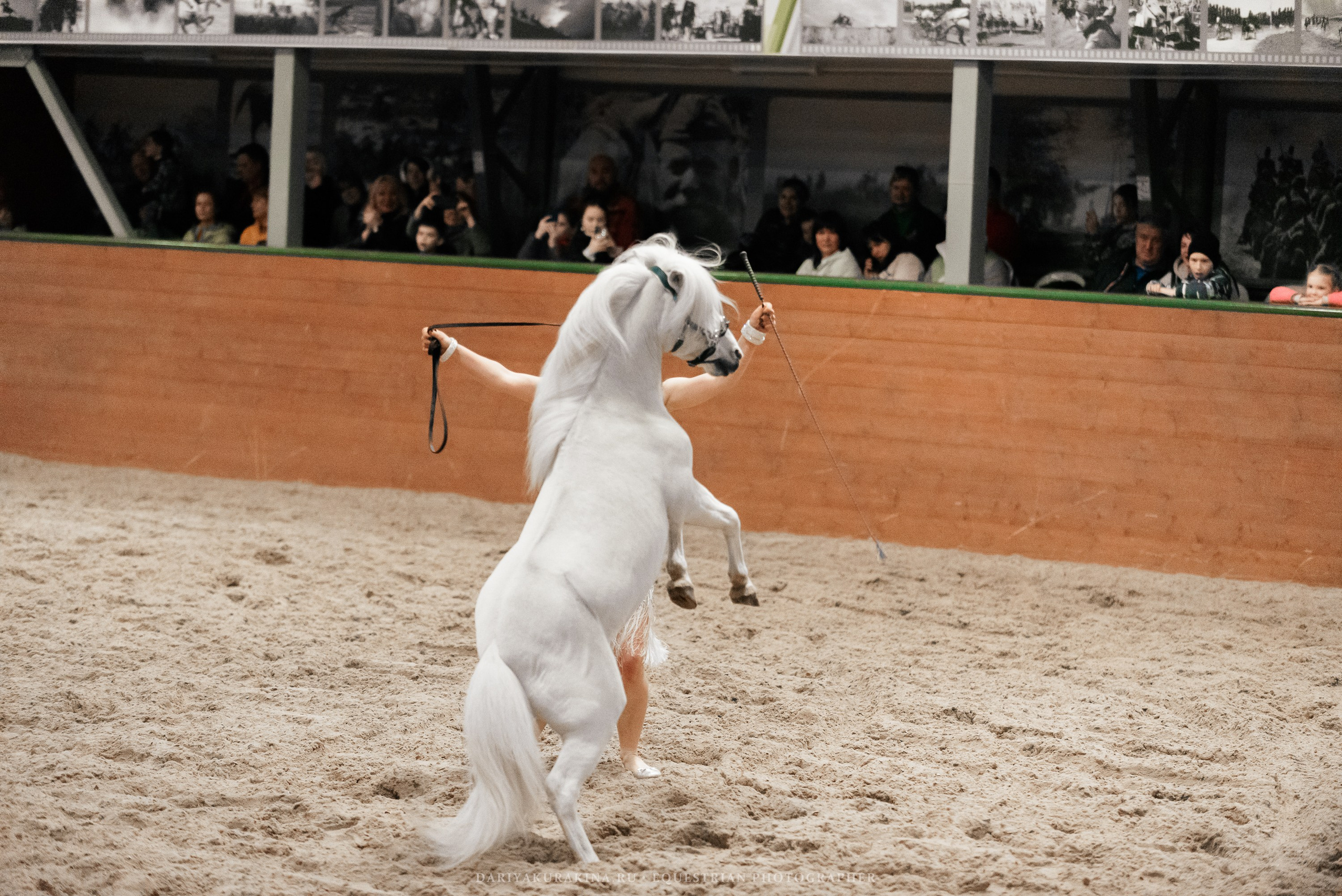 Конное представление «Дыхание Звёзд». Конный фотограф Куракина Дарья • Фотосессии с лошадьми