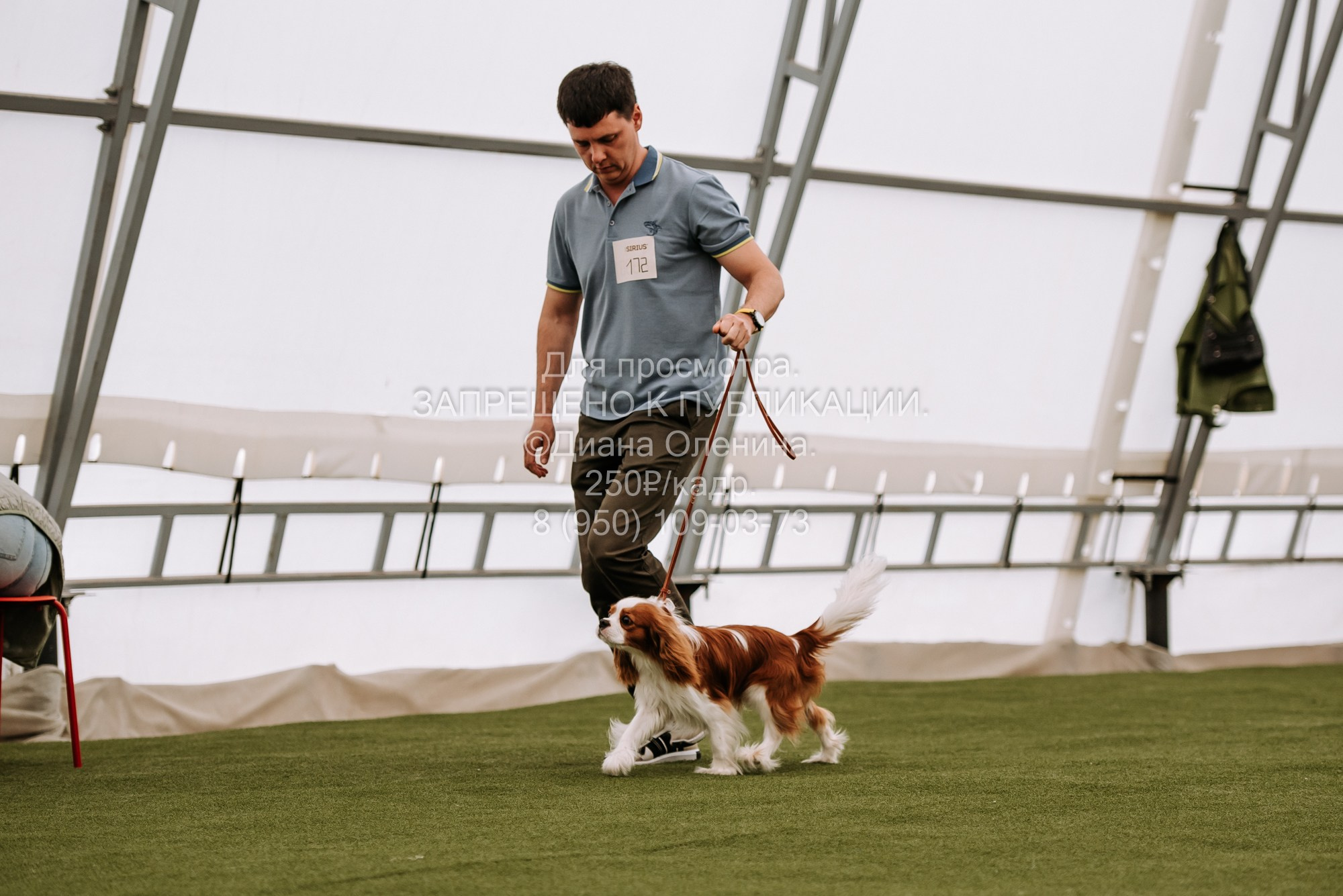 Выставка собак Красноярск 2.06. Фотограф Диана Оленина Красноярск / Братск