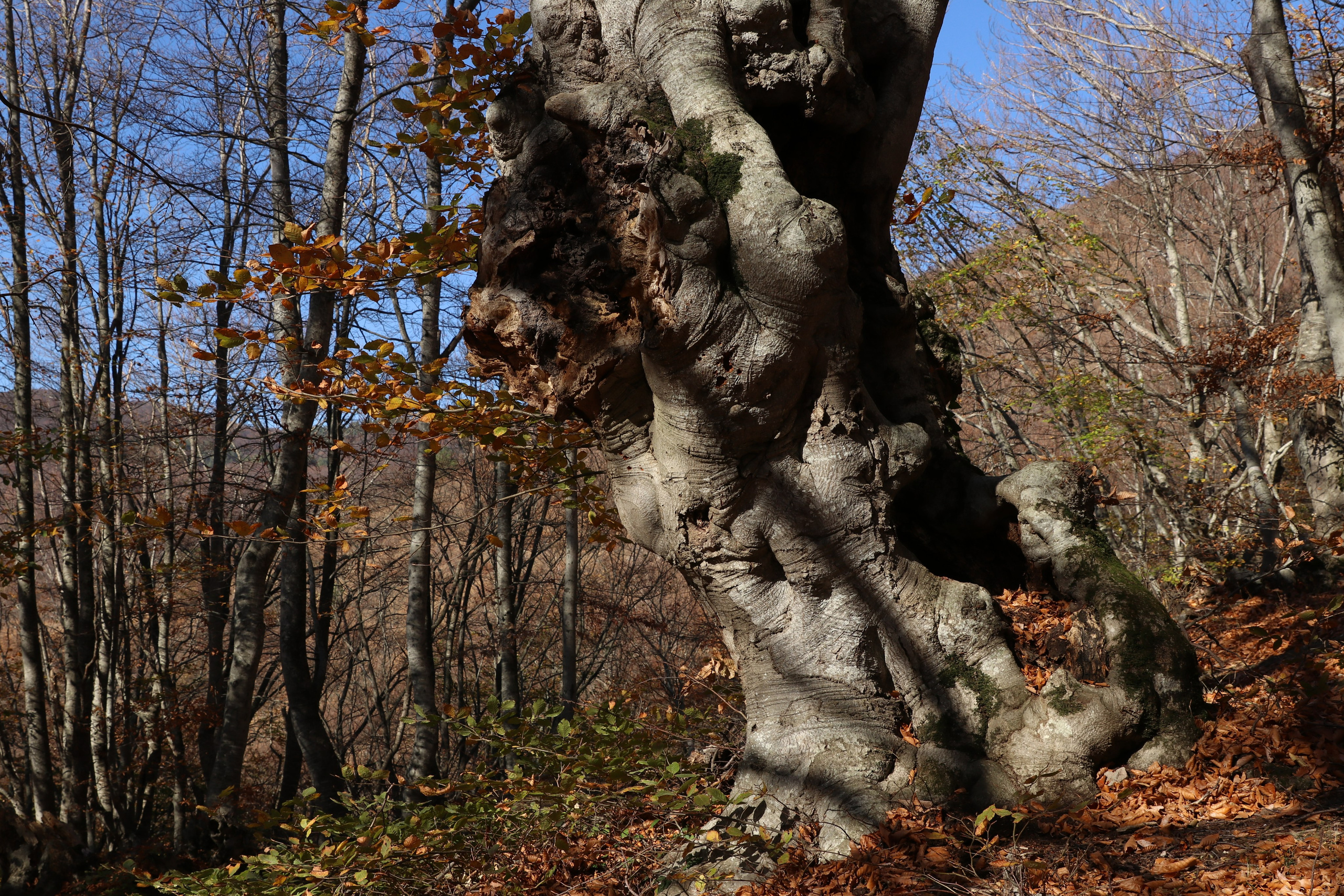 Крым. ЮБК (Гурзуф, Судак и их окрестности). Ноябрь 2023. Путешественник-фотограф из Санкт-Петербурга Татьяна Свистулина