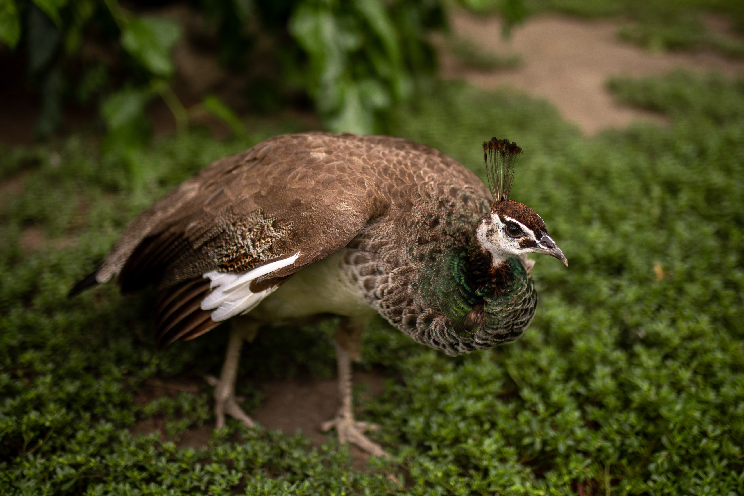 ЦВЕТНЫЕ ФОТОГРАФИИ. Никита Аничкин фото и видео оператор из России
