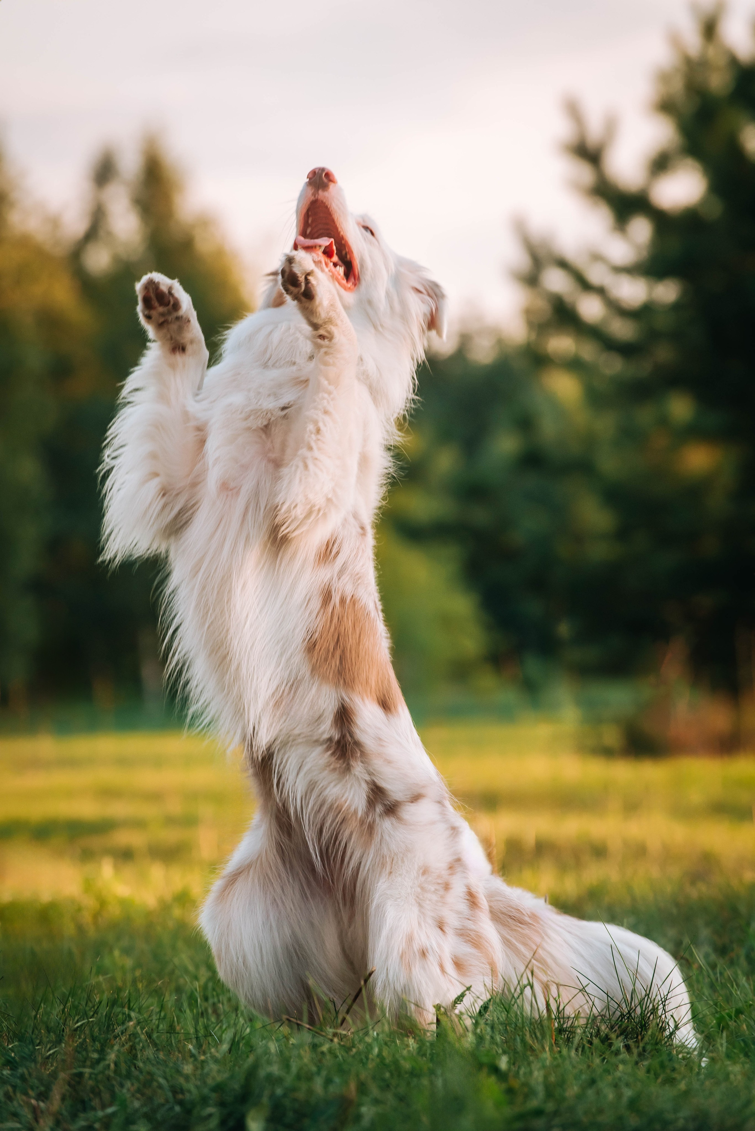 Лиза и Айви. Главная