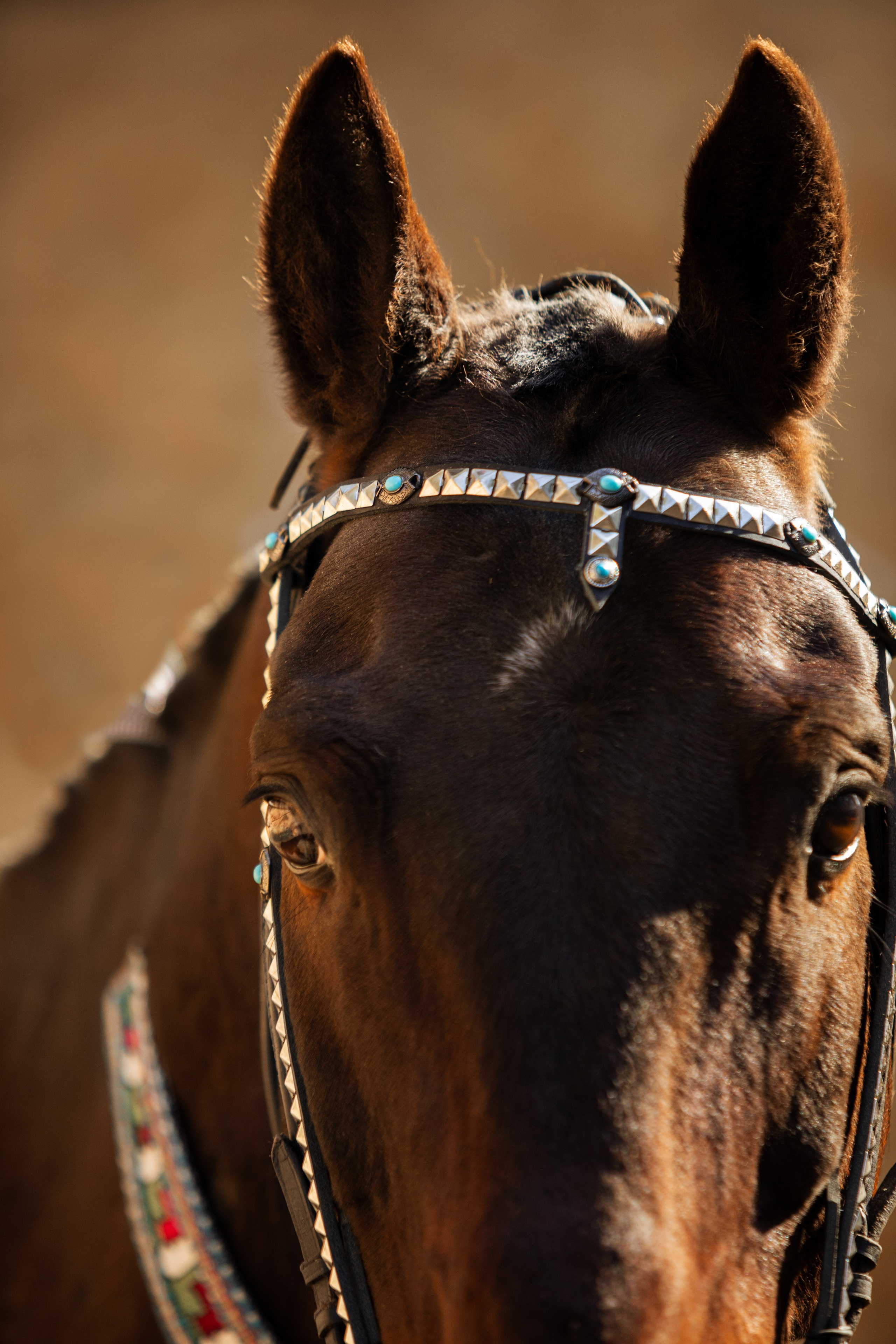 Портреты лошадей. Главная