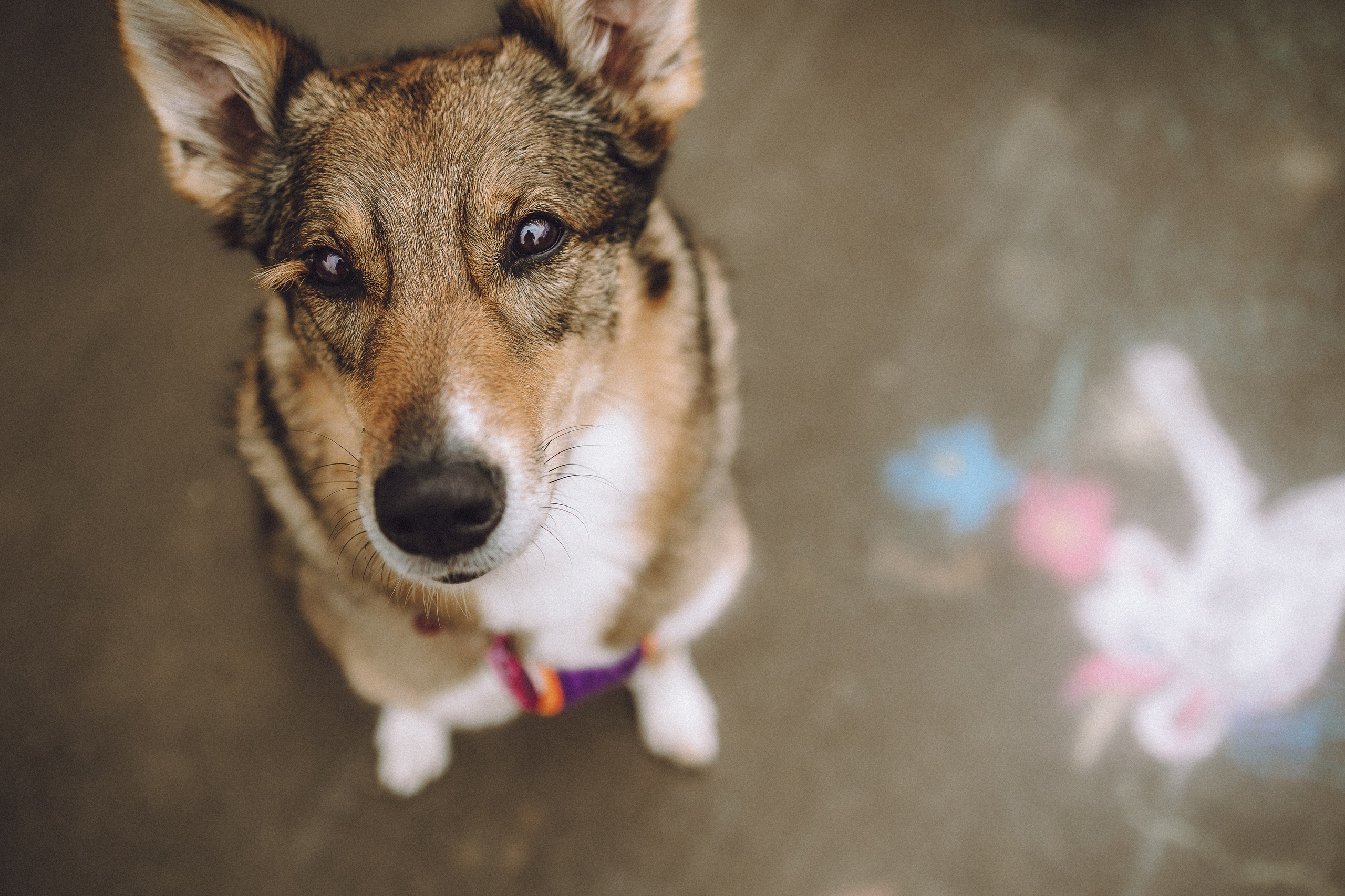 Груша, Данни, Фунтик и их семья