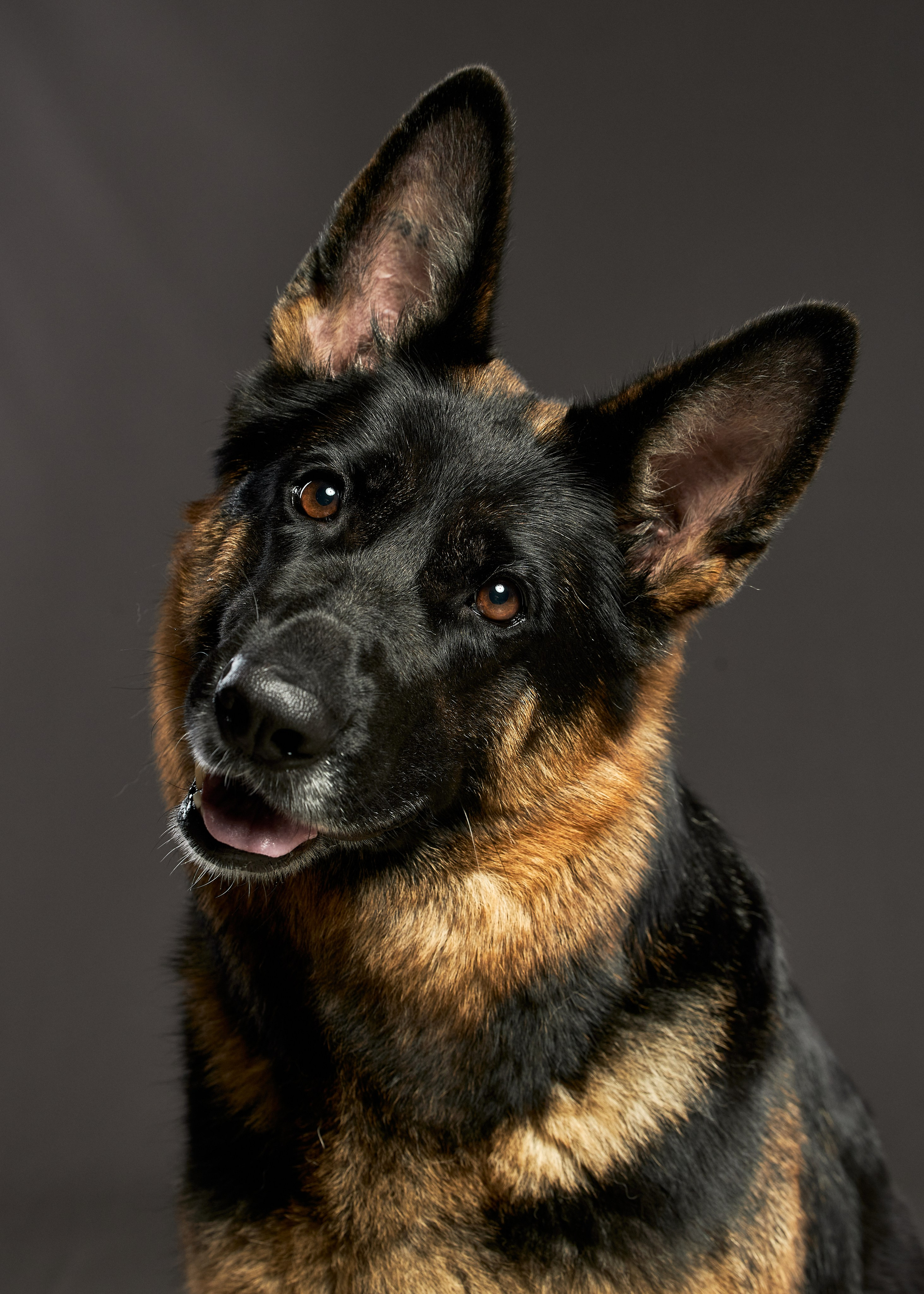 Портреты животных. Photographer Michael Stenin