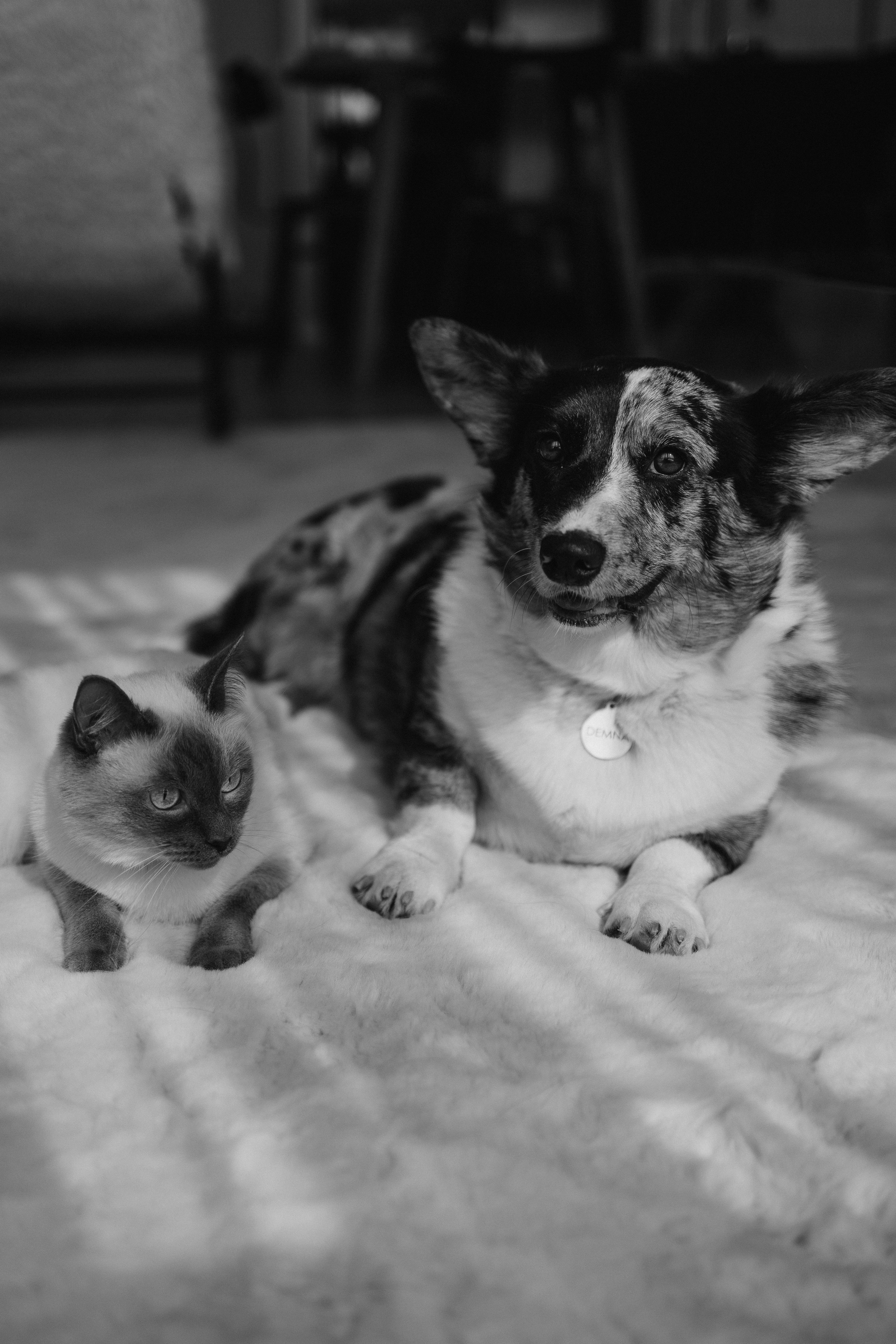 Бэлла, Деми и Луна. Фотораф — анималист Мария Шистка