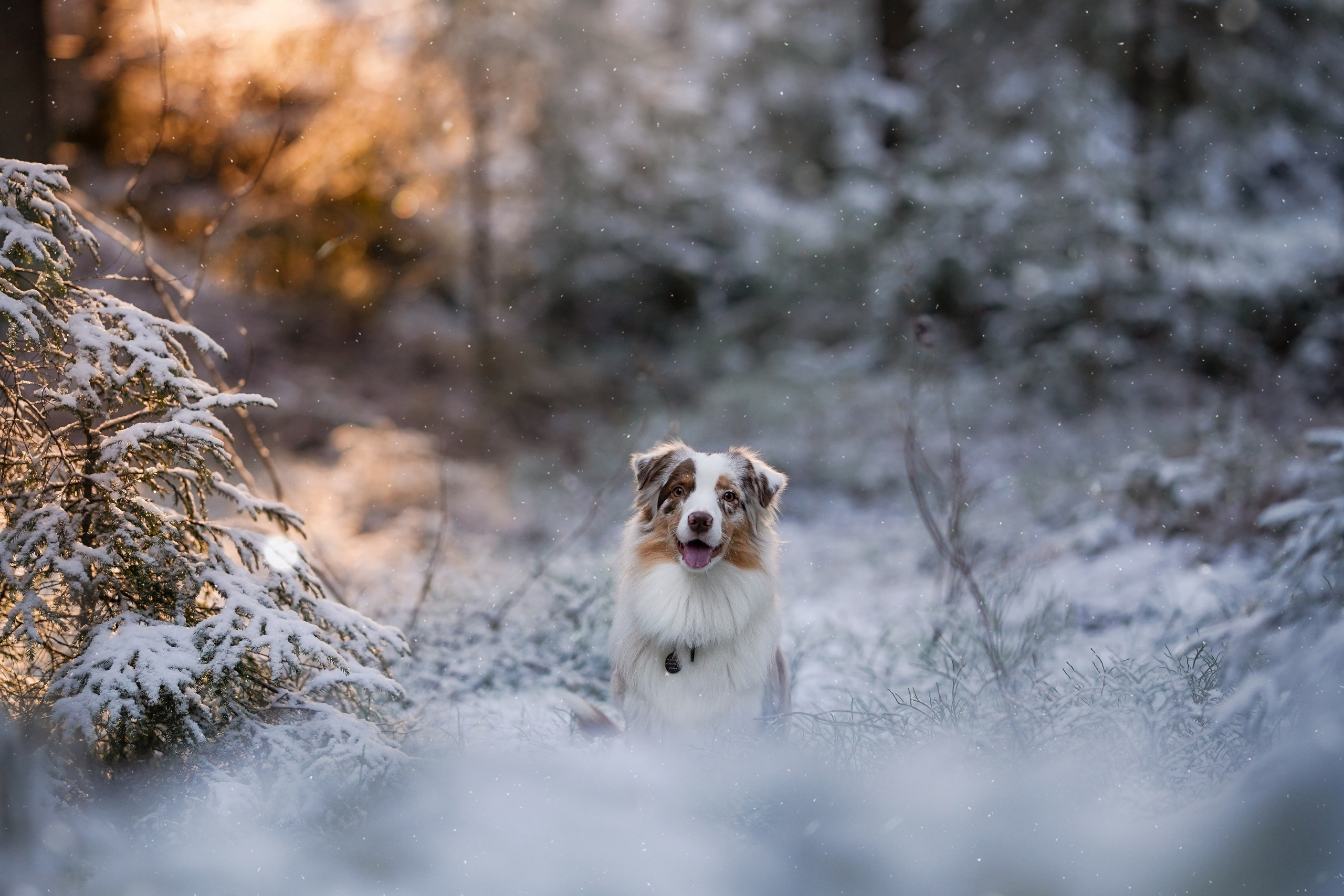 Панда зимний лес. Фотограф-анималист в Санкт-Петербурге Яна Мартынова