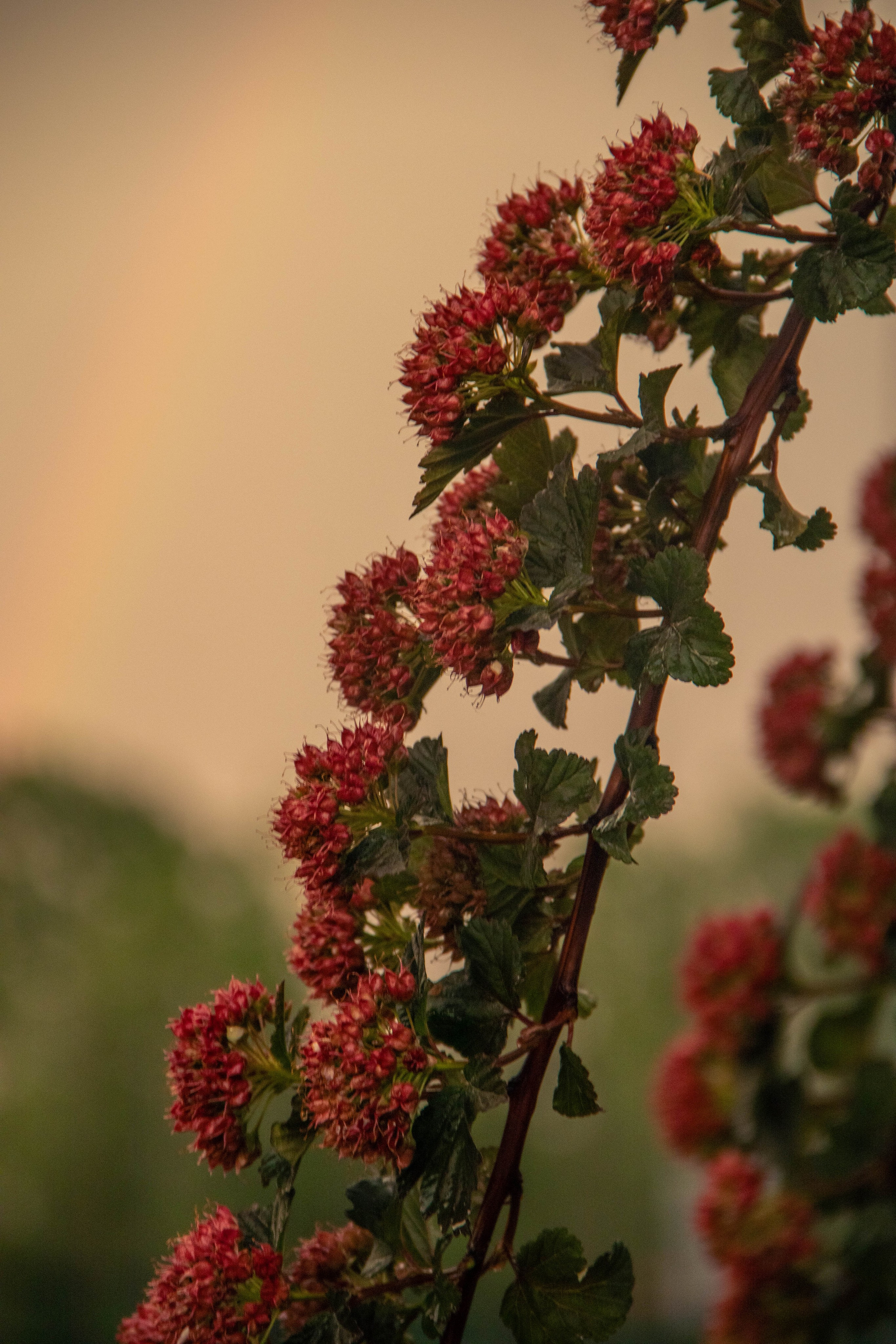 Nature. Фотограф/Видеограф