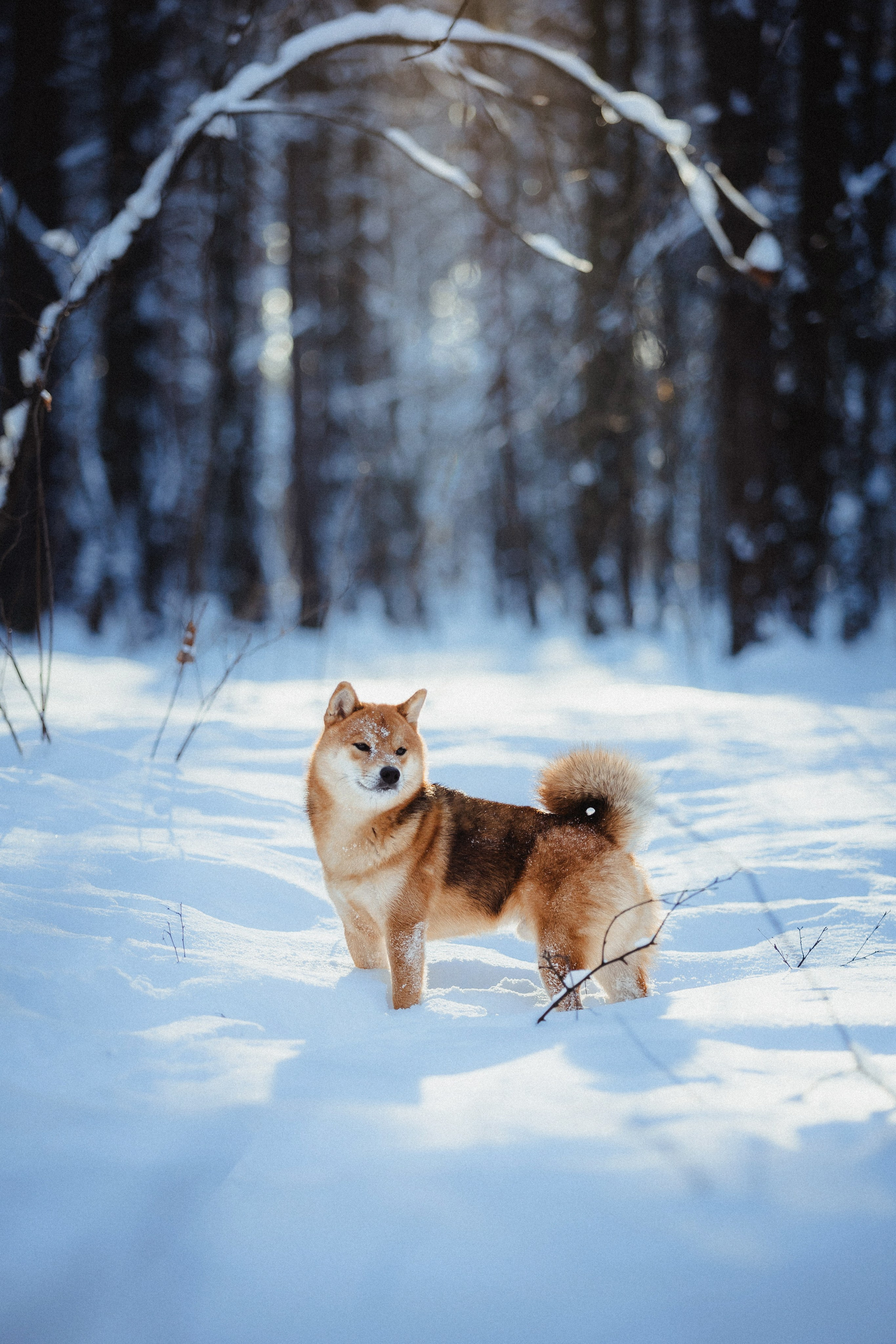 Шед, Цири и Ира