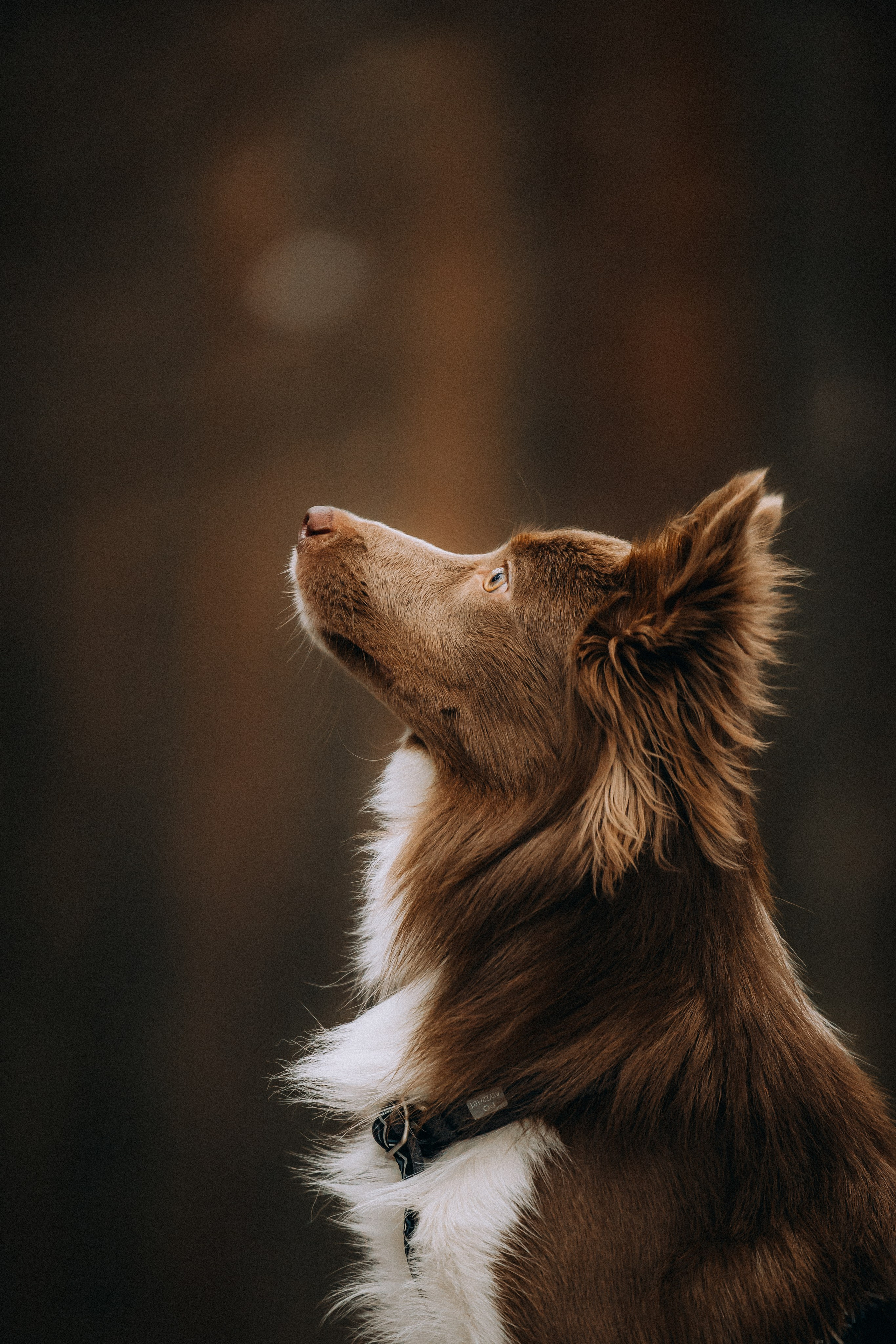 Полина, Милли и Паддингтон