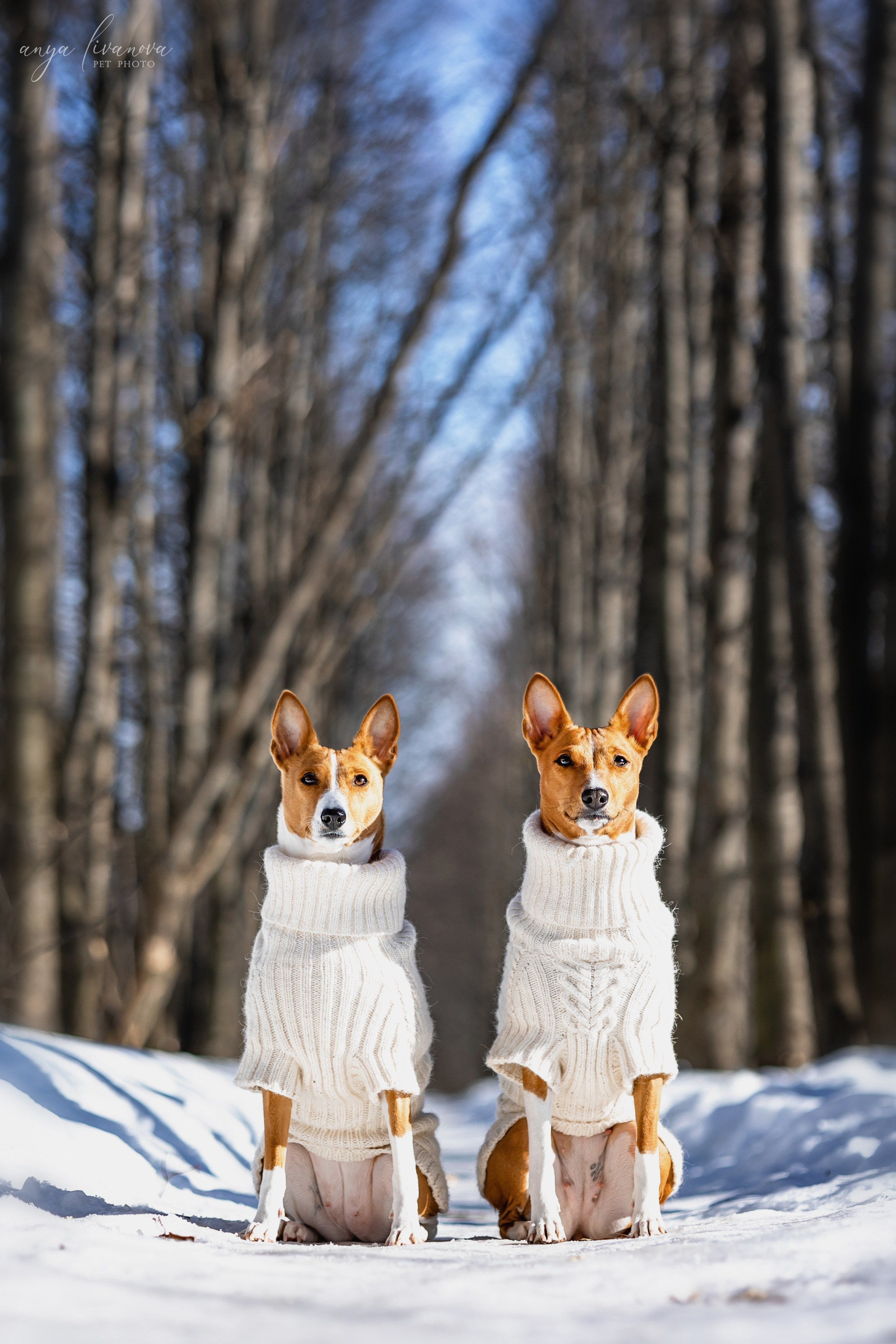 Одри и Ника. Фотограф анималист Аня Ливанова | Рыбинск