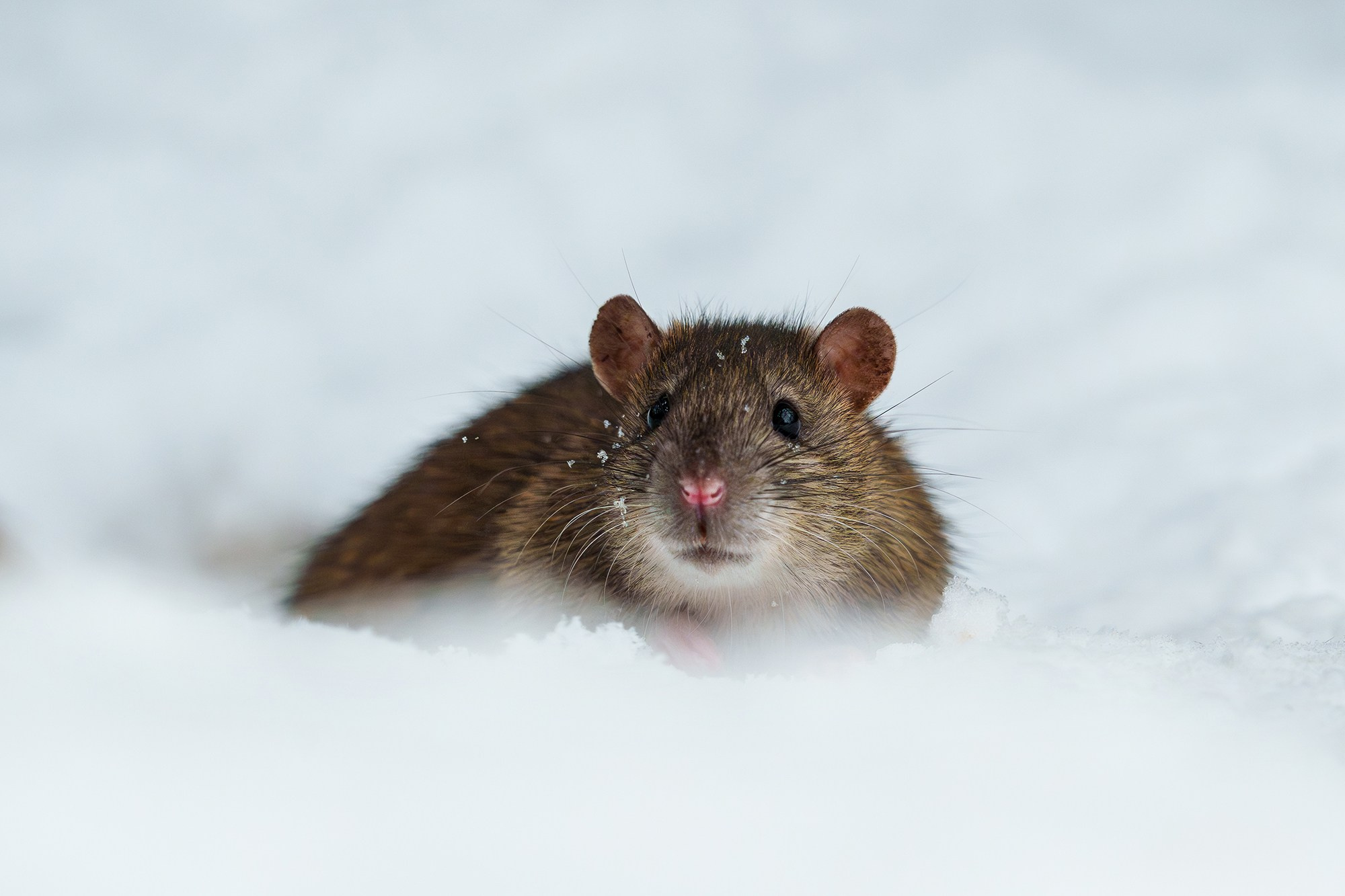 Животные. Ваш личный фотограф Марина Волкова