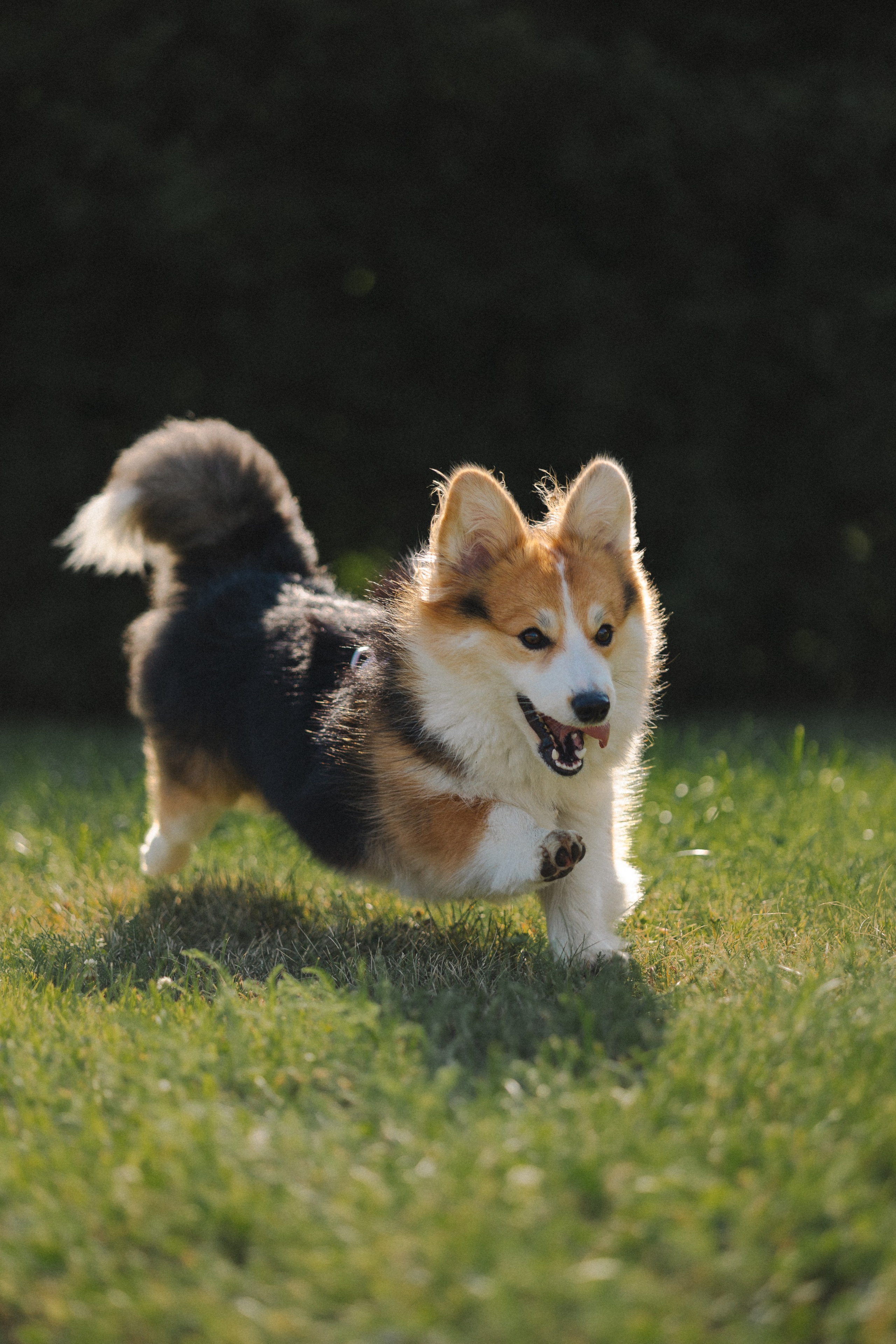 Мишель и Влада. Фотораф — анималист Мария Шистка