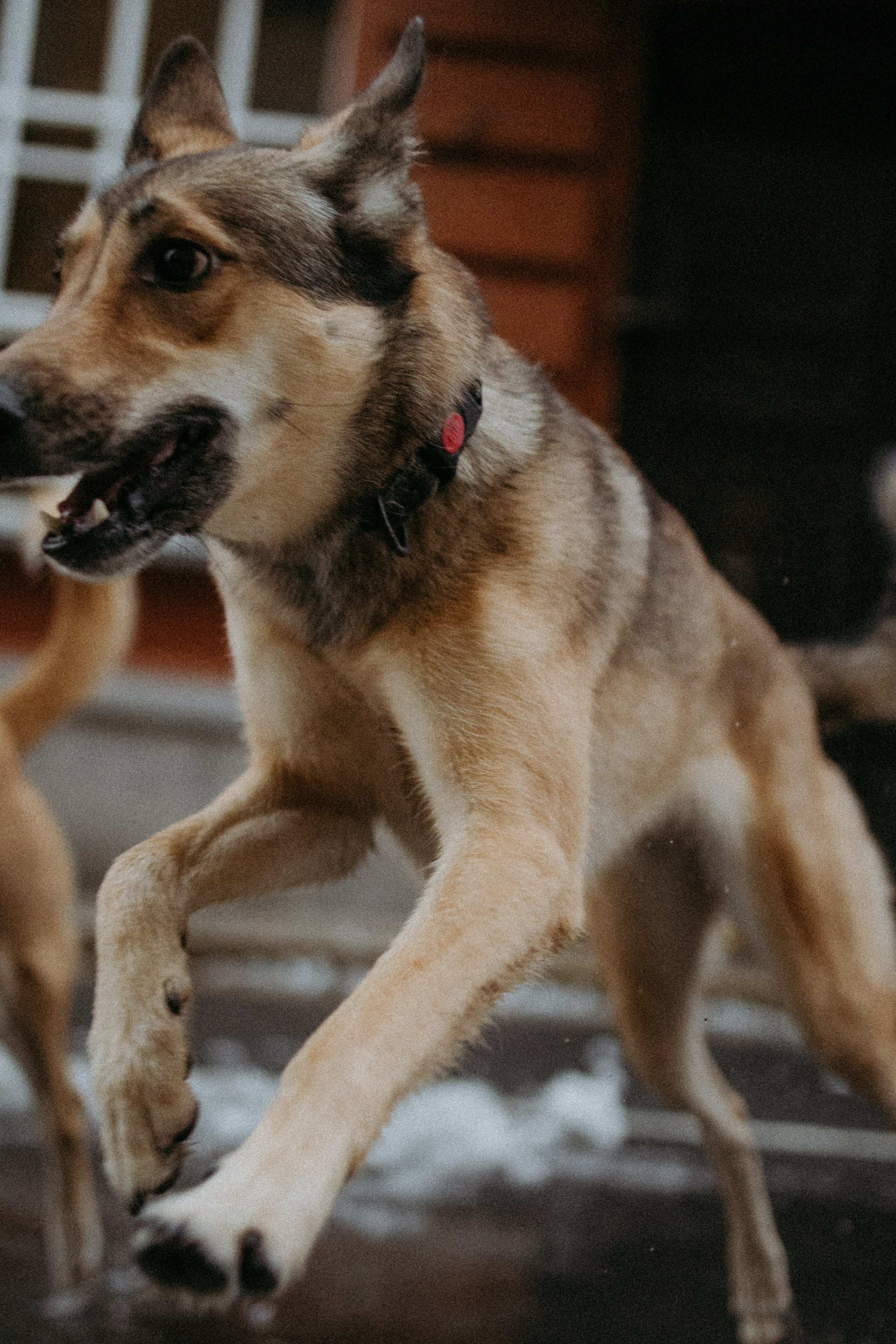Саша, Ксюша и их банда. Фотораф — анималист Мария Шистка
