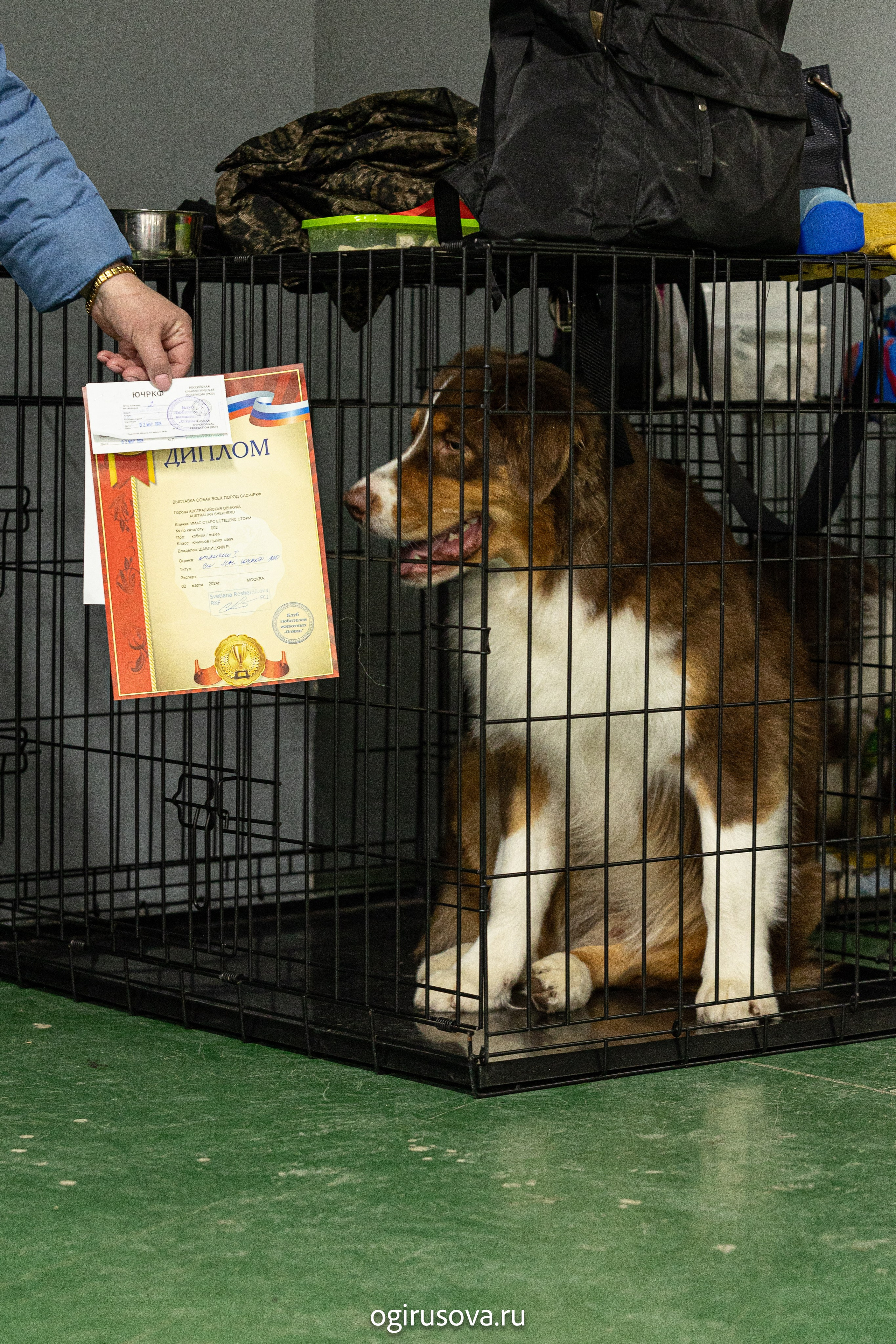 РОО КЛЖ «Олимп"+"Империя"+"Виктория».Выставка собак. Фотограф Ольга Гирусова «Пантерочка» Москва
