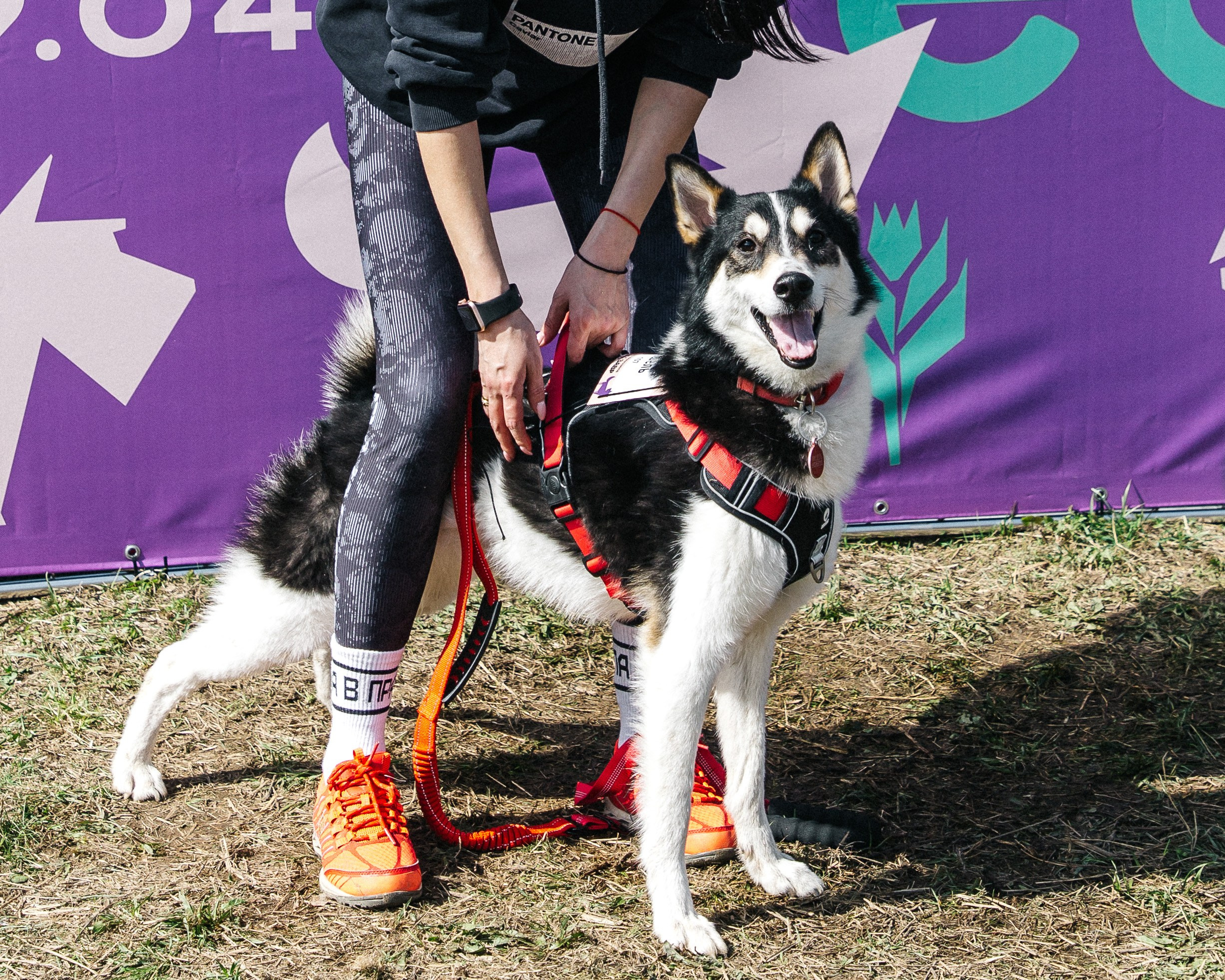 Кросс «Быстрый пёс» 2025. Репортажный фотограф в Москве