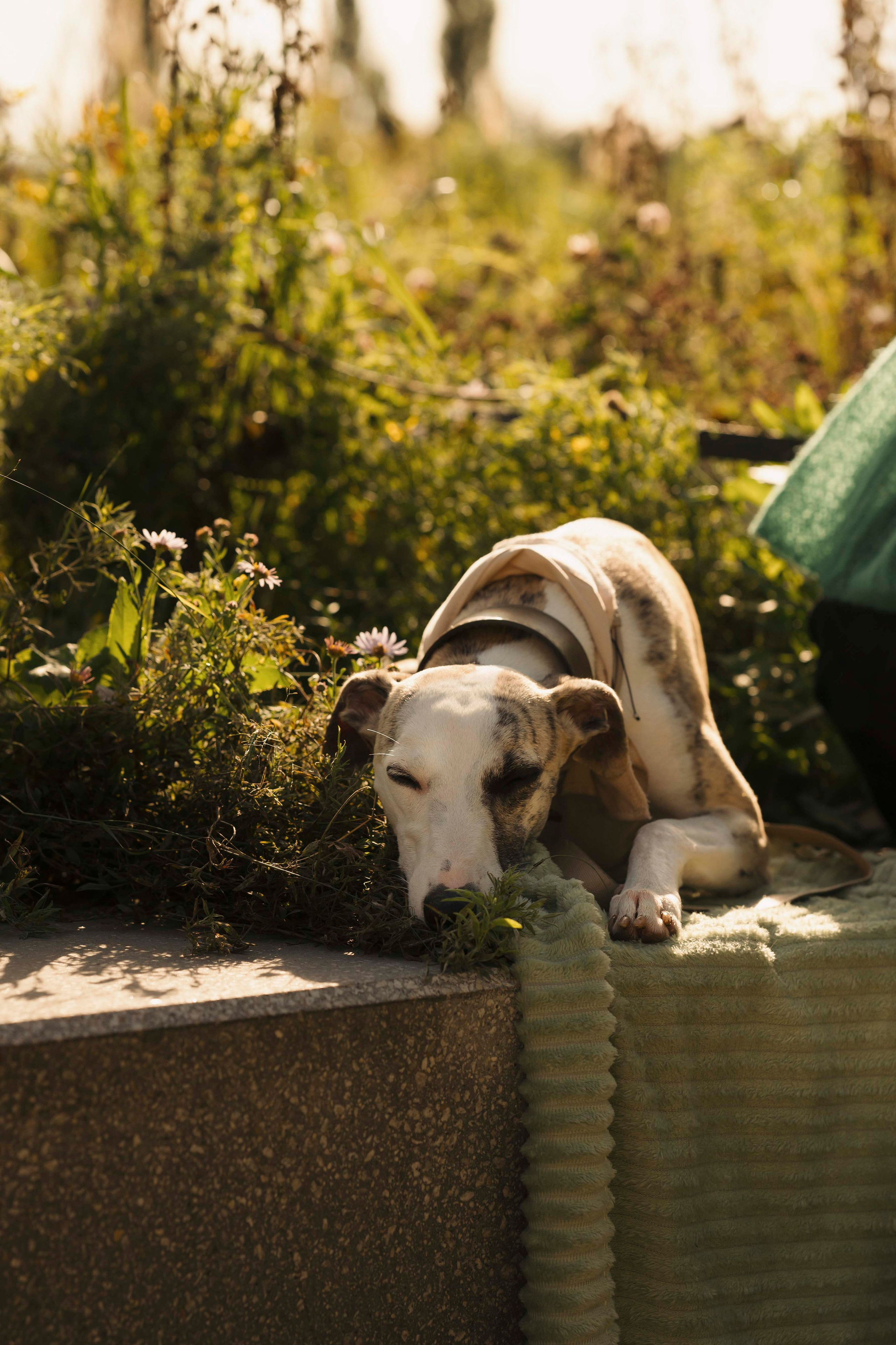 Нева и Персей. Фотограф- анималист Александра Матвеева