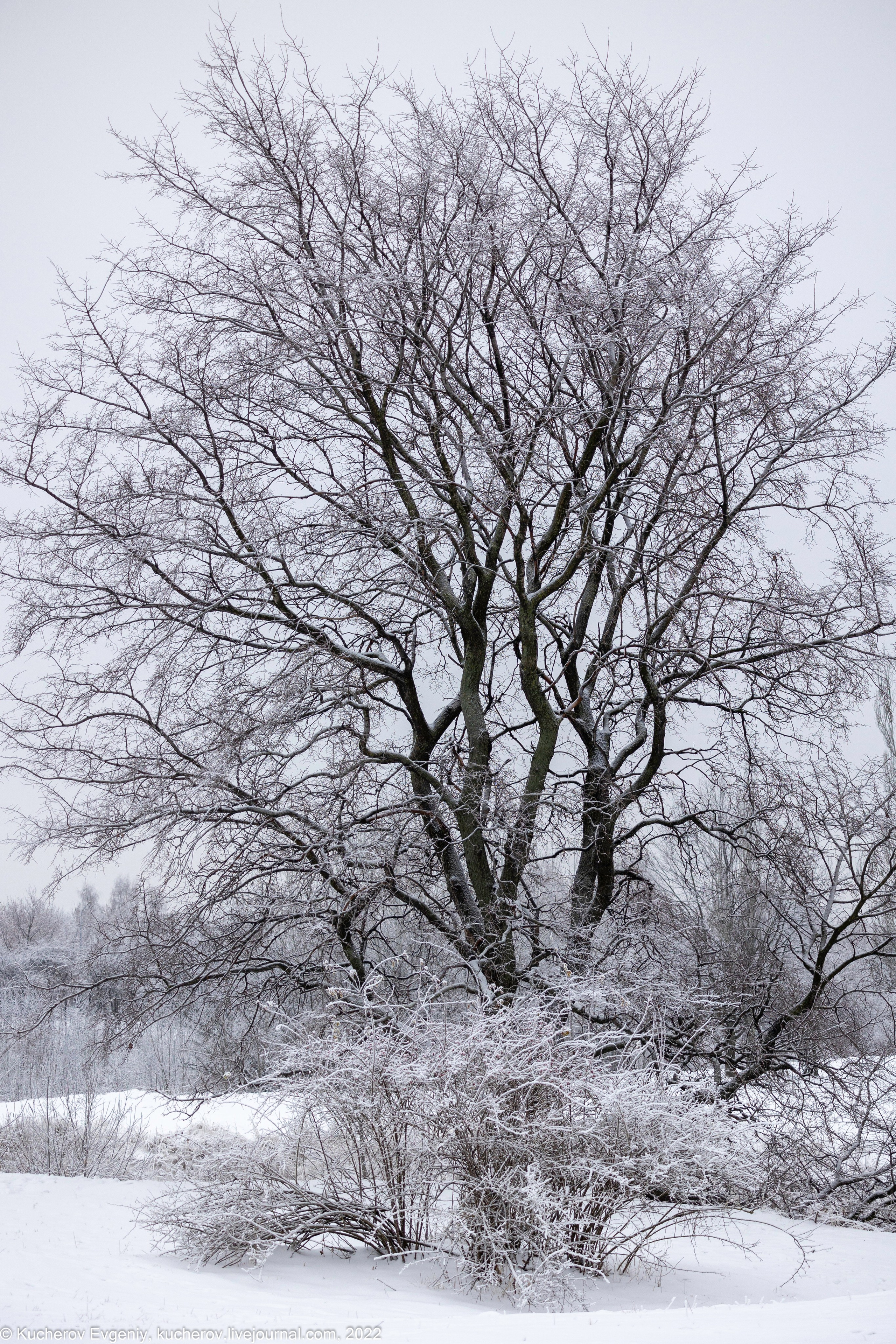 Коломенское. Кучеров Евгений. Фотограф
