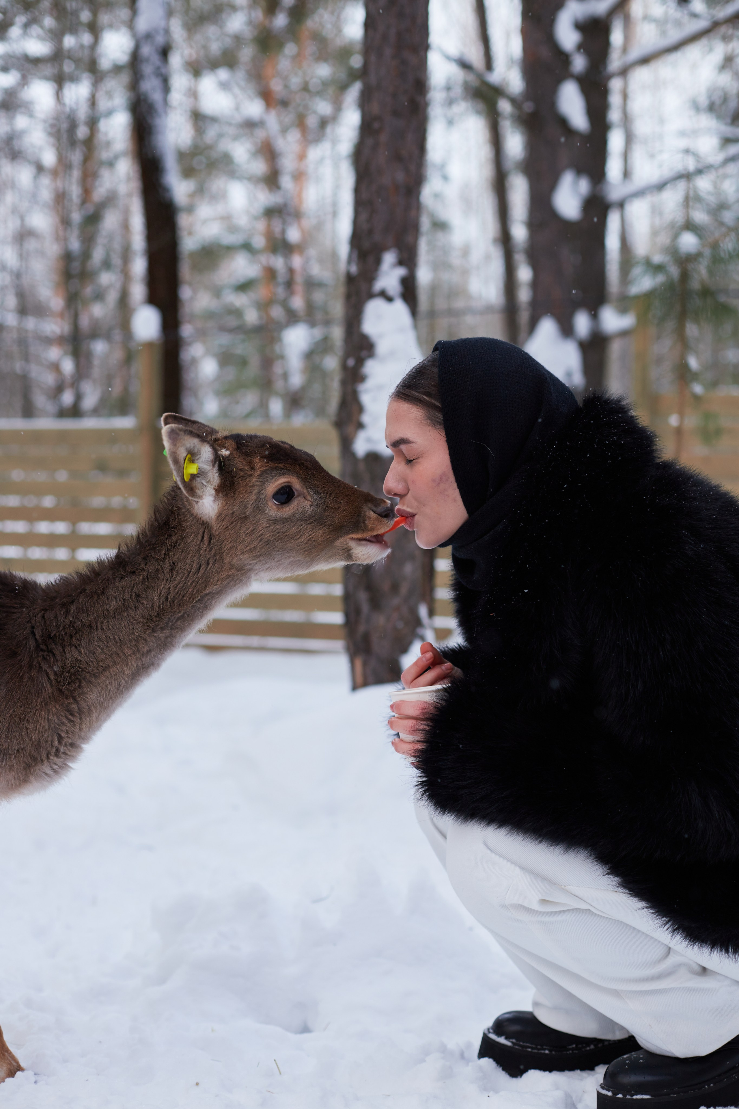 Альпака парк «Симба». Профессиональный фотограф Лилия Галеева